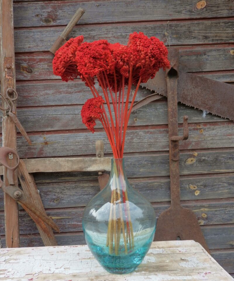 Achillea - piros