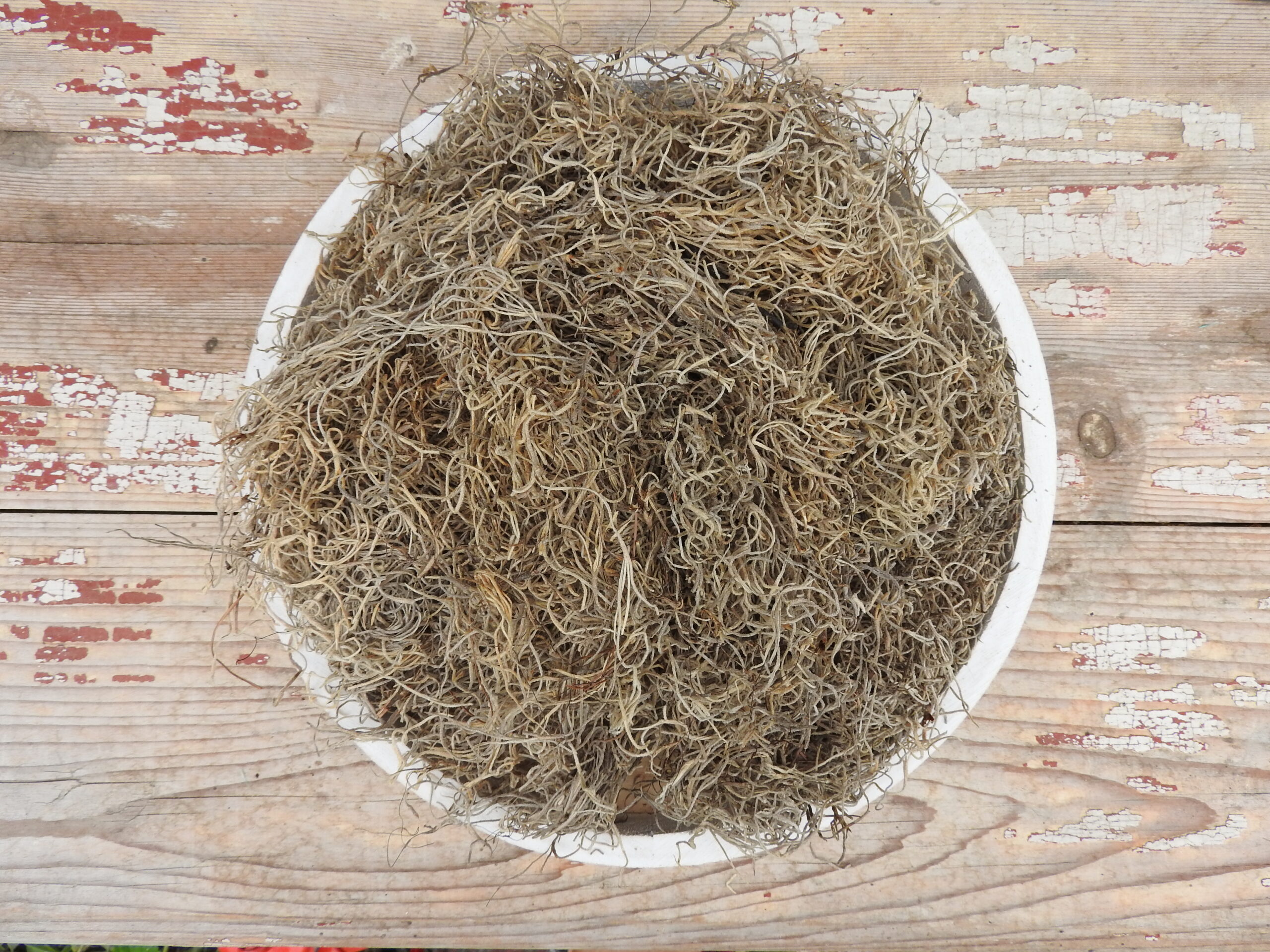 Tillandsia - natúr