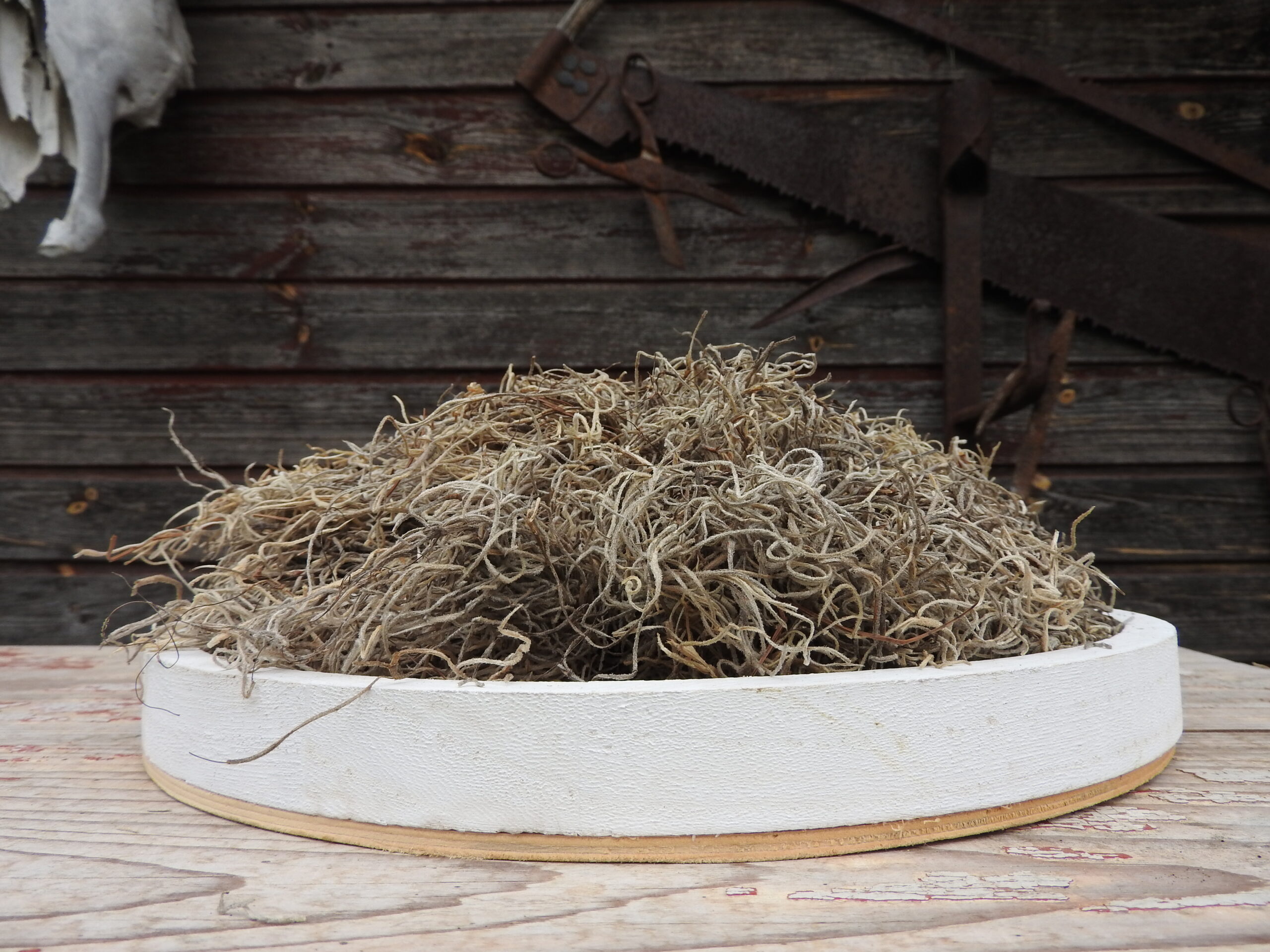 Tillandsia - natúr - Image 5