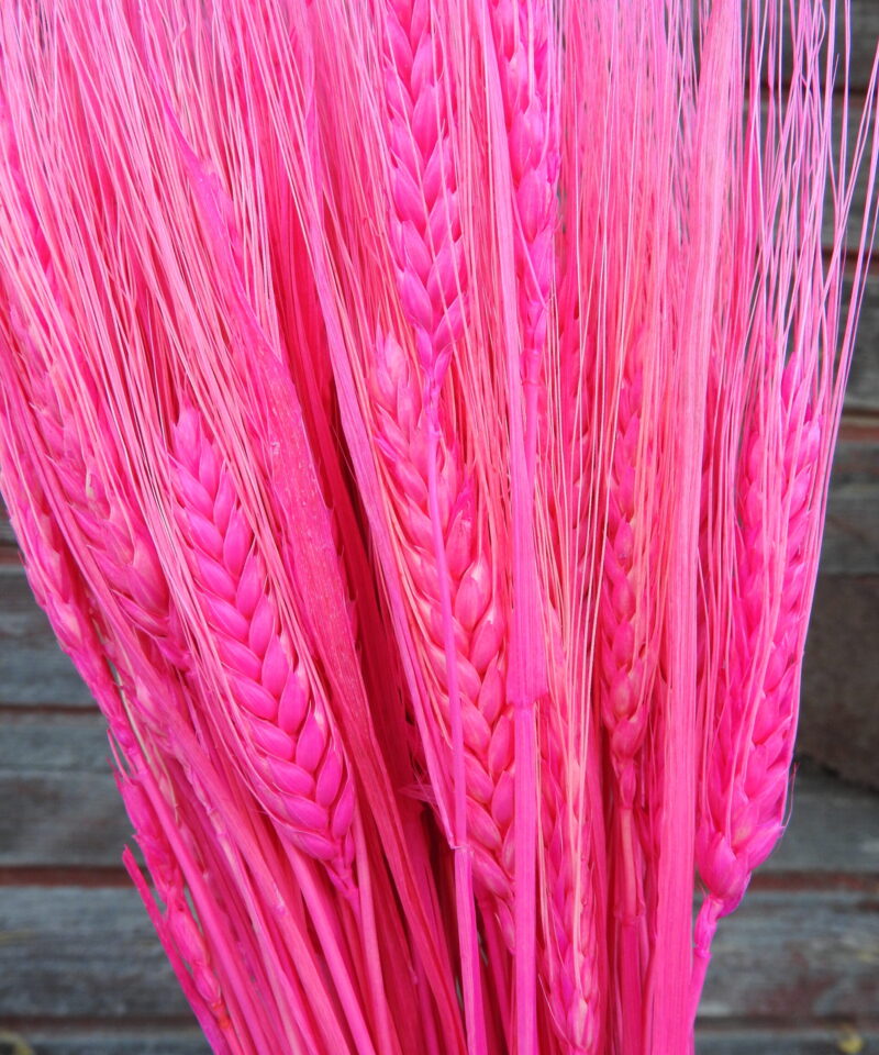Szakállas búza - pink
