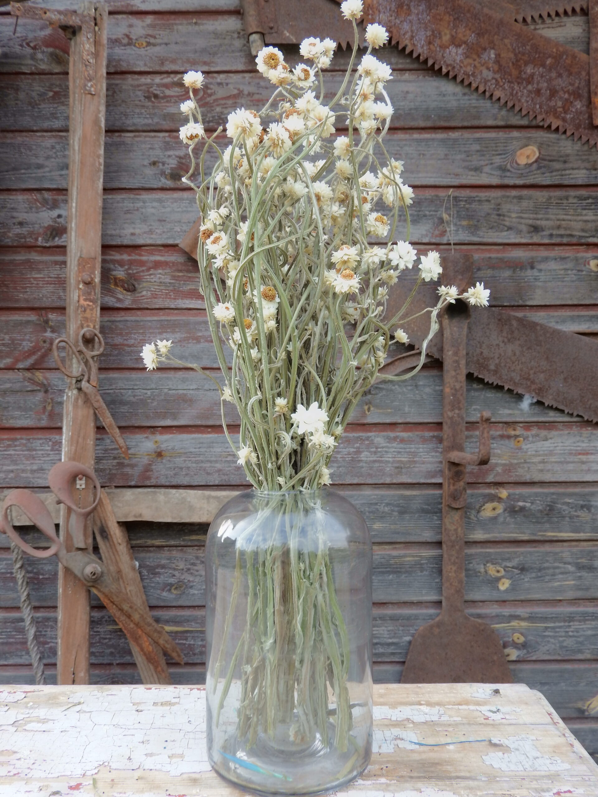 Ammóbium - natúr - Image 2