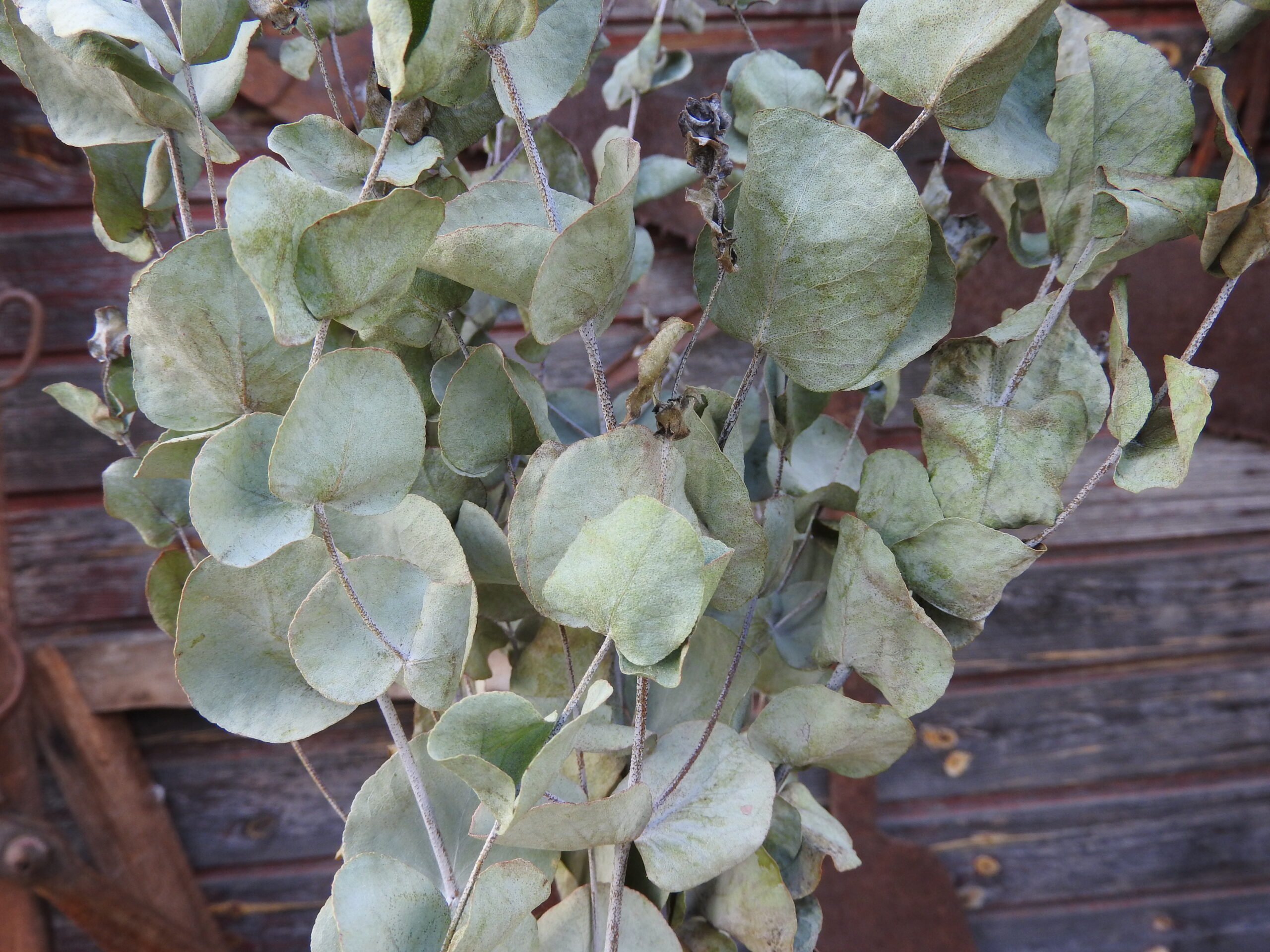 Eukalyptus (szárított) - natúr - Image 2