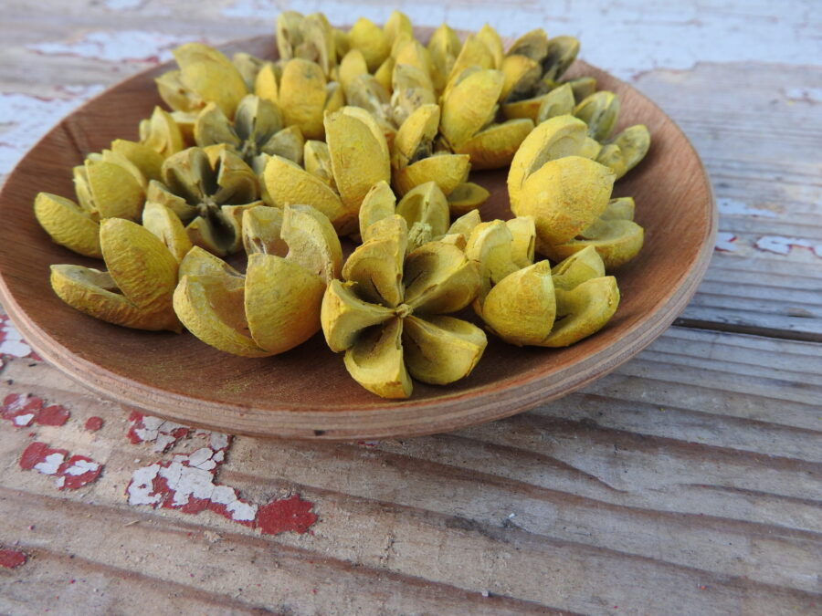 Tulipán termés - színes - Image 10