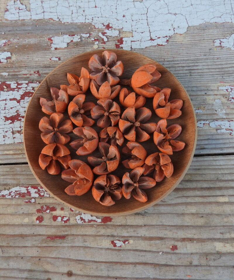 Tulipán termés - színes - narancs