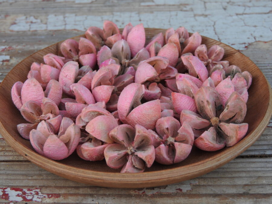 Tulipán termés - színes - Image 3
