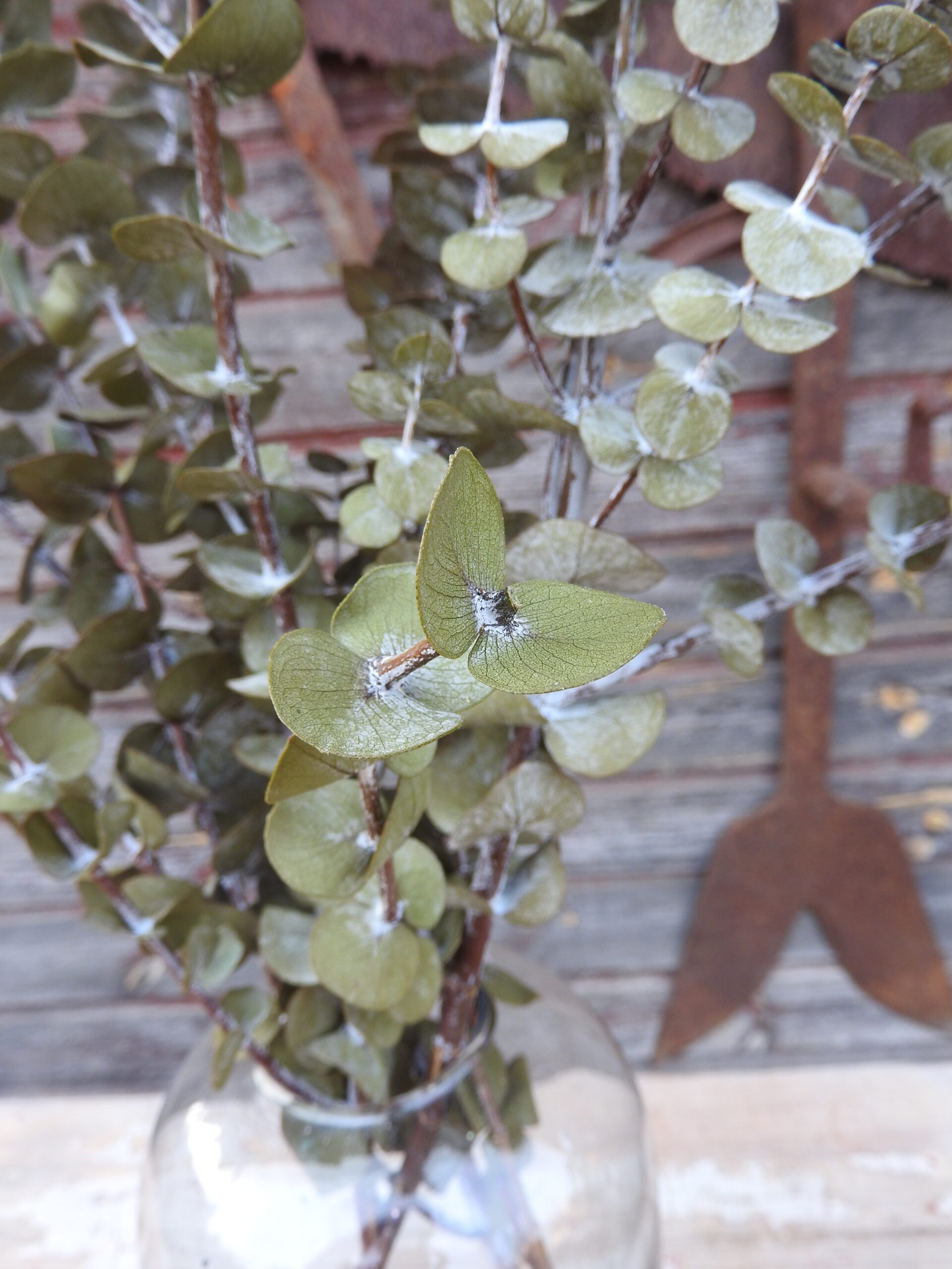 Eukalyptus (tartósított) - Baby blue - zöld - Image 3