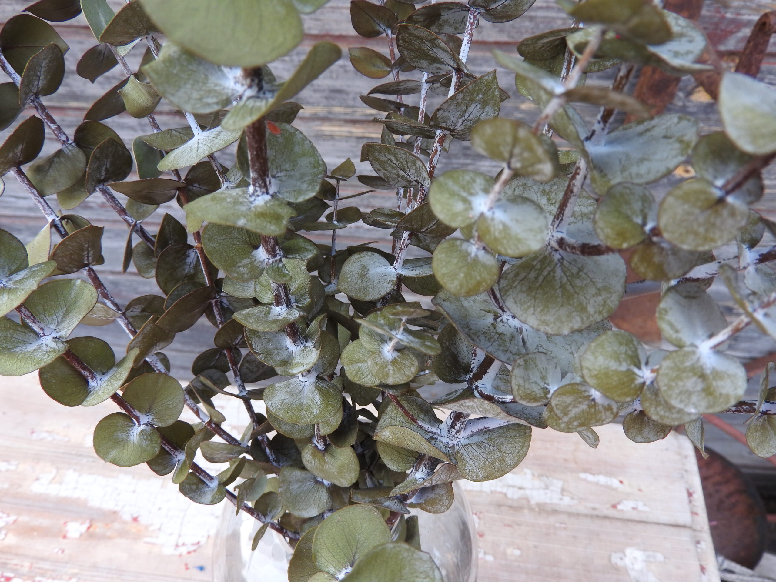 Eukalyptus (tartósított) - Baby blue - zöld - Image 2