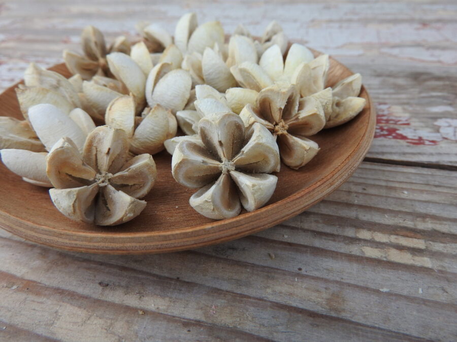 Tulipán termés - színes - Image 7