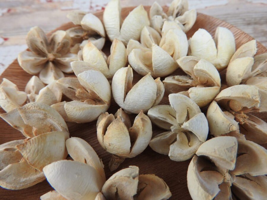 Tulipán termés - fehérített - Image 3