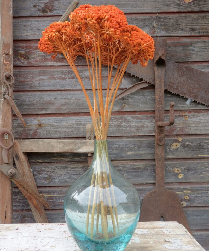 Achillea - narancs