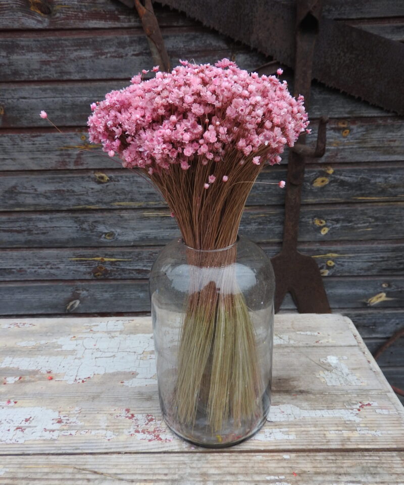 Glixia Marcela - mályva