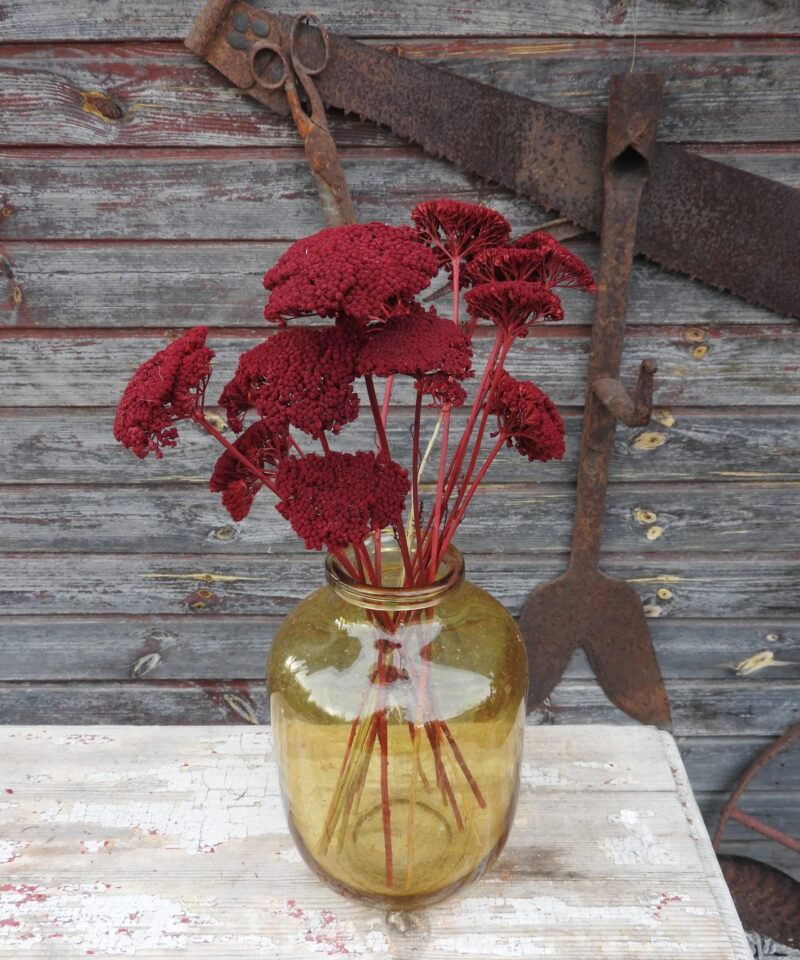 Achillea - bordó