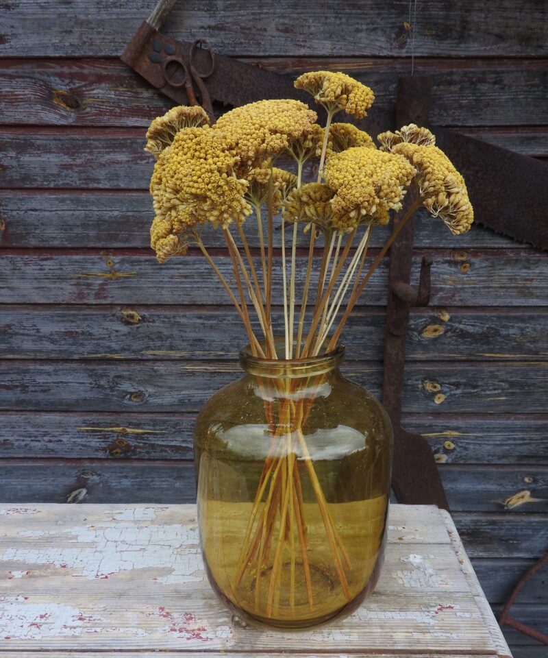 Achillea - natúr/sárga