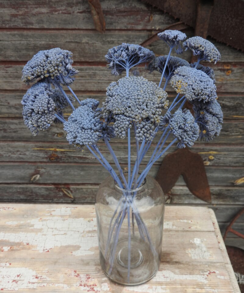 Achillea - pasztell kék