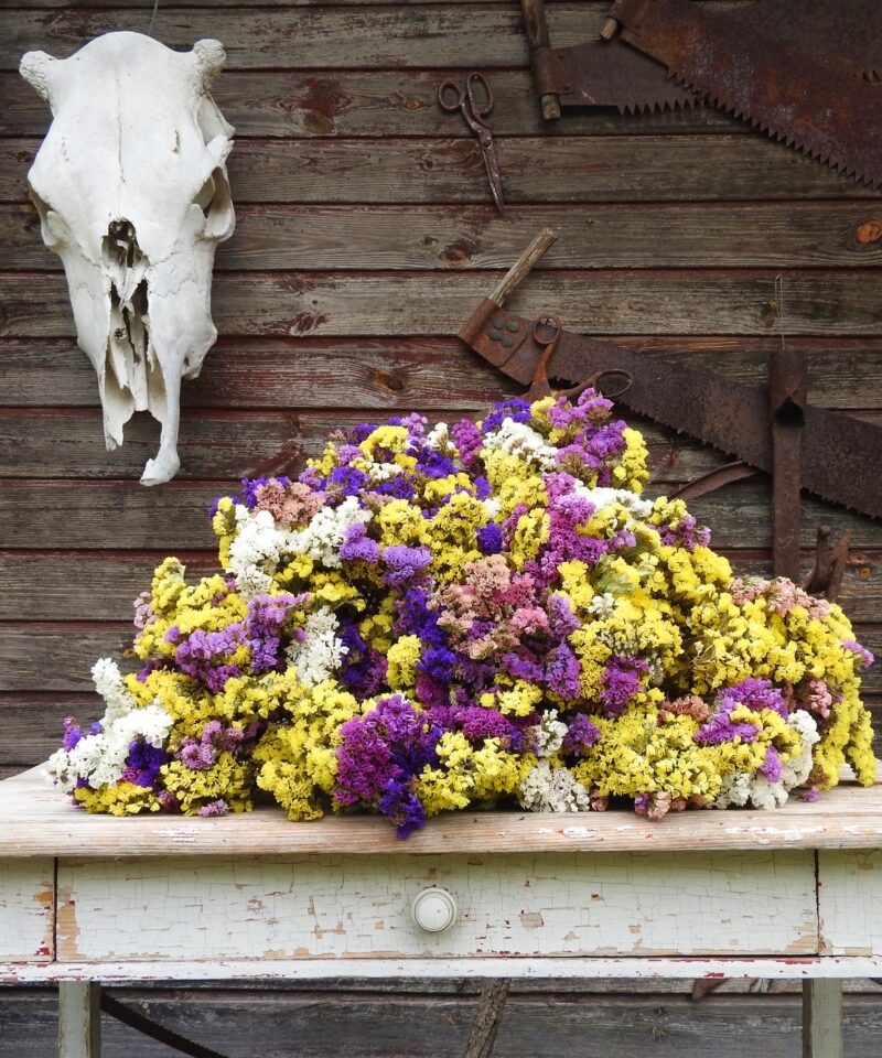 Sóvirág - Limonium - vegyes