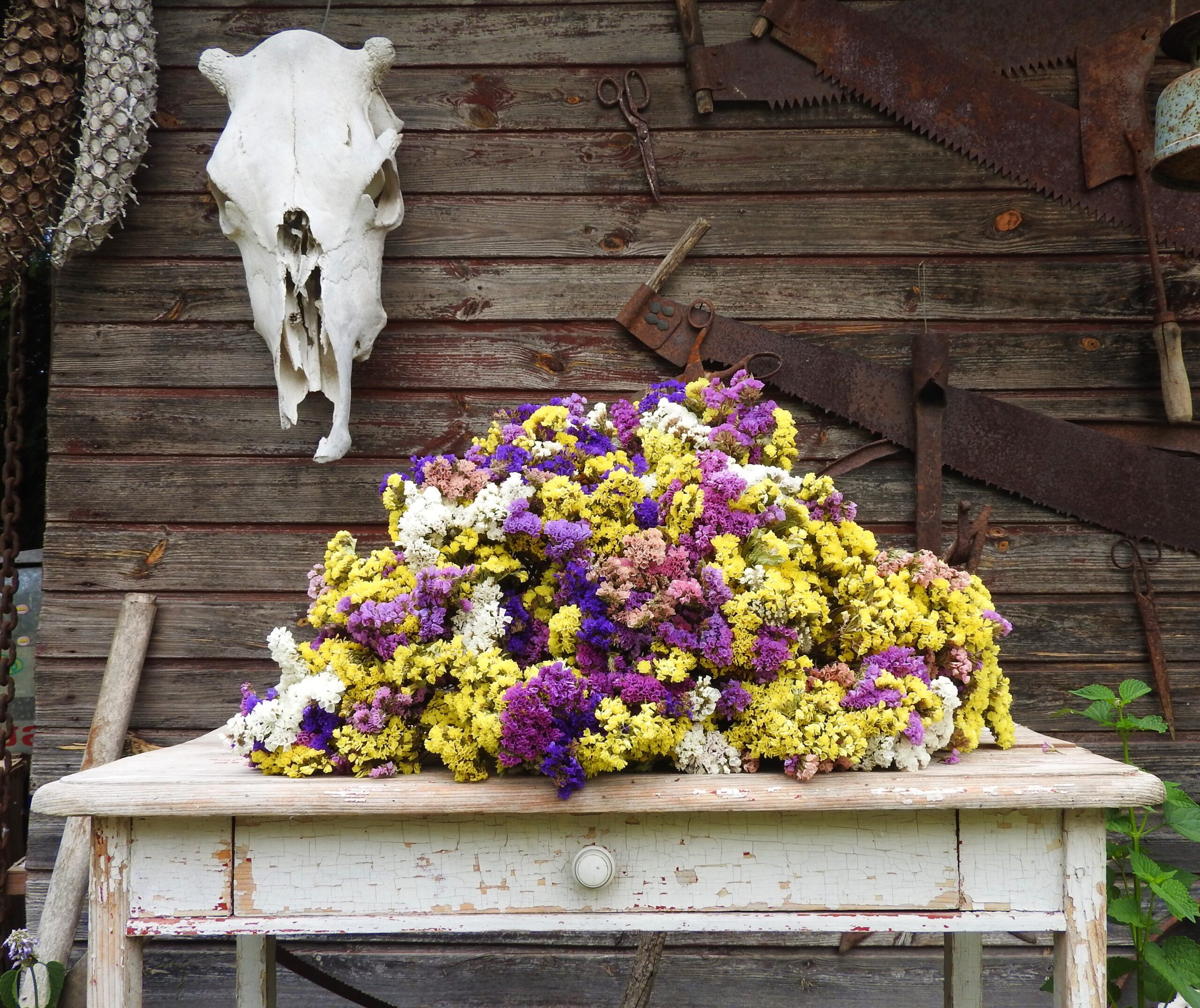 Sóvirág - Limonium - vegyes