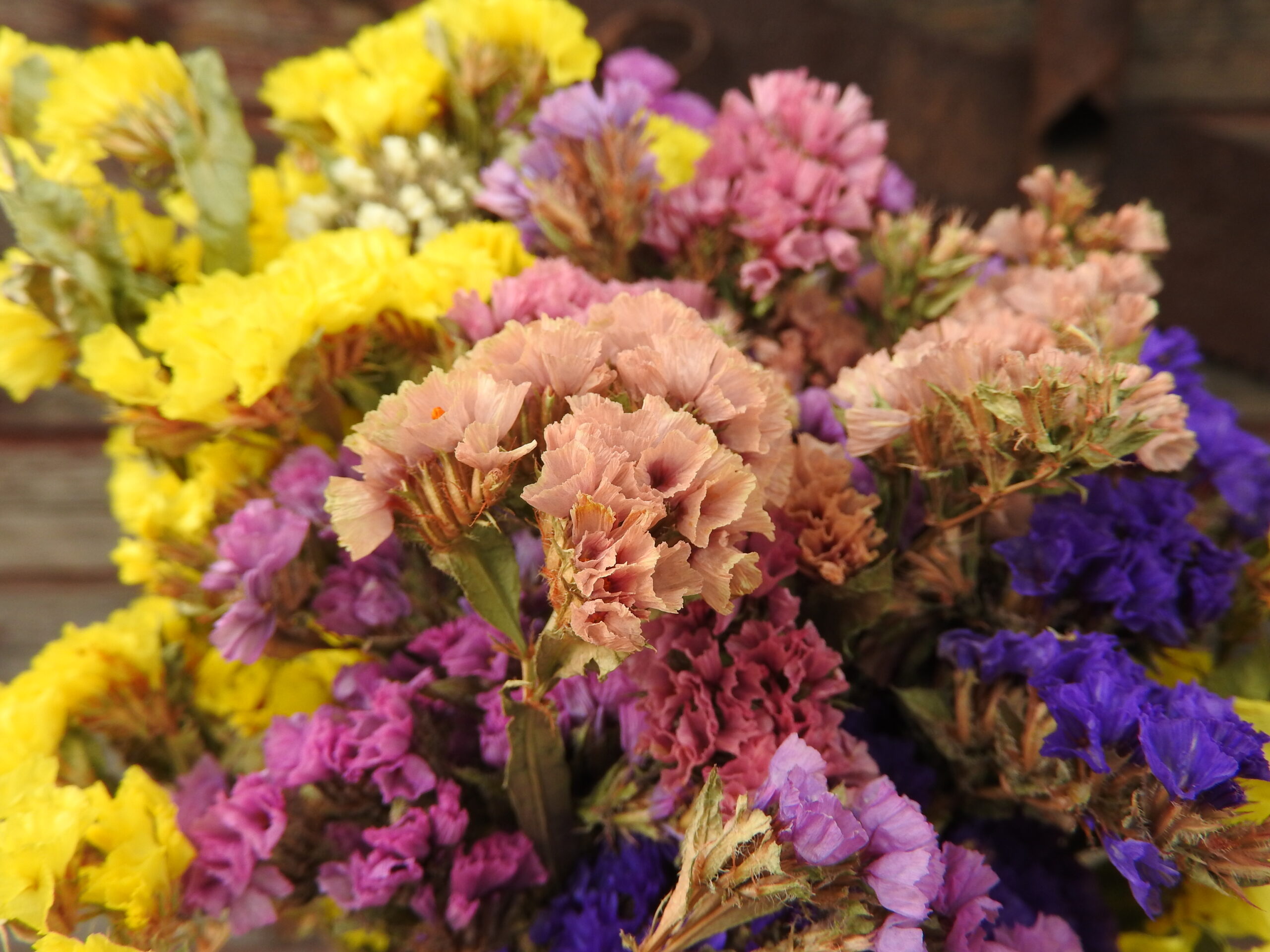 Sóvirág - Limonium - vegyes - Image 4