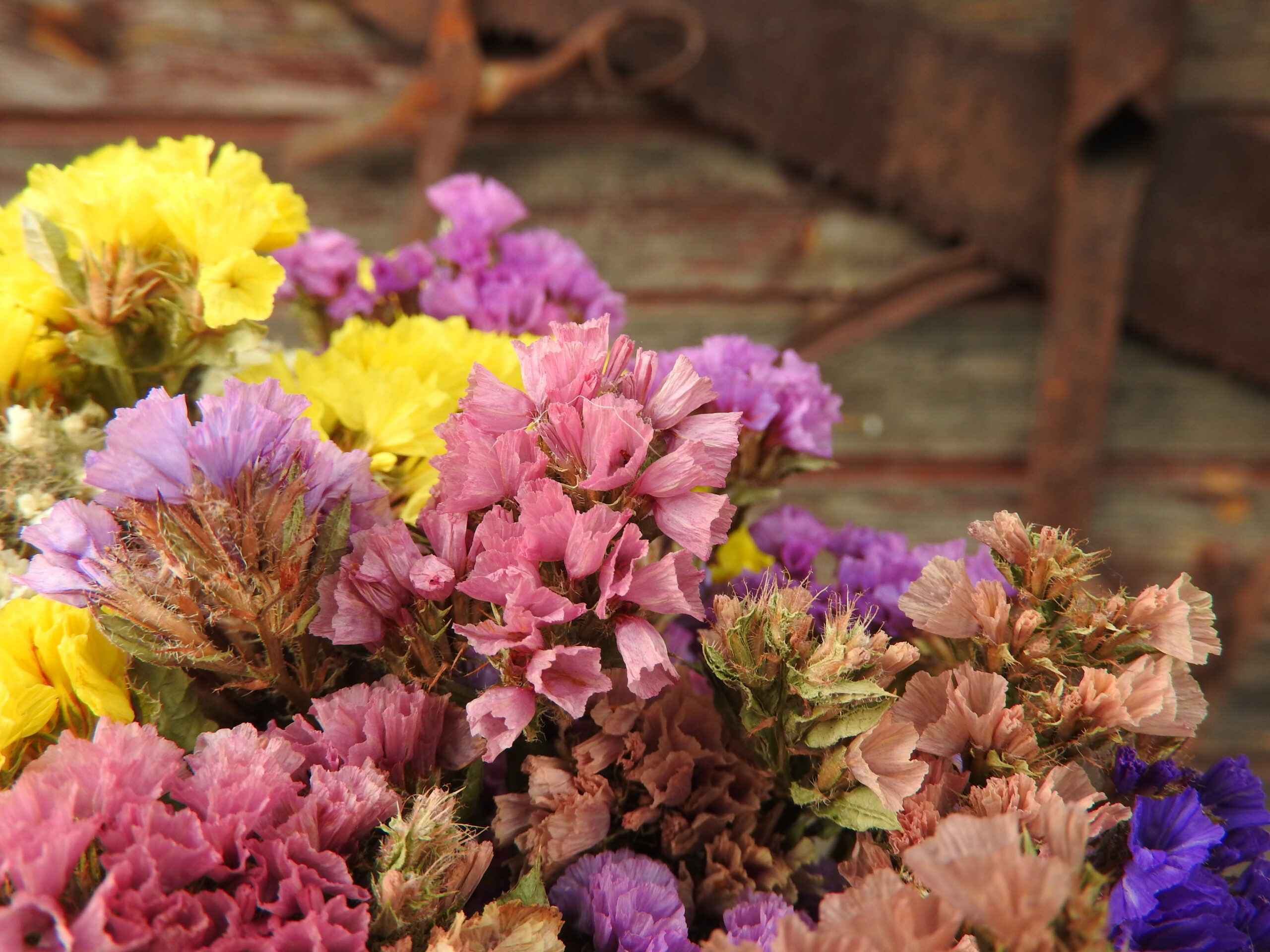 Sóvirág - Limonium - vegyes - Image 9