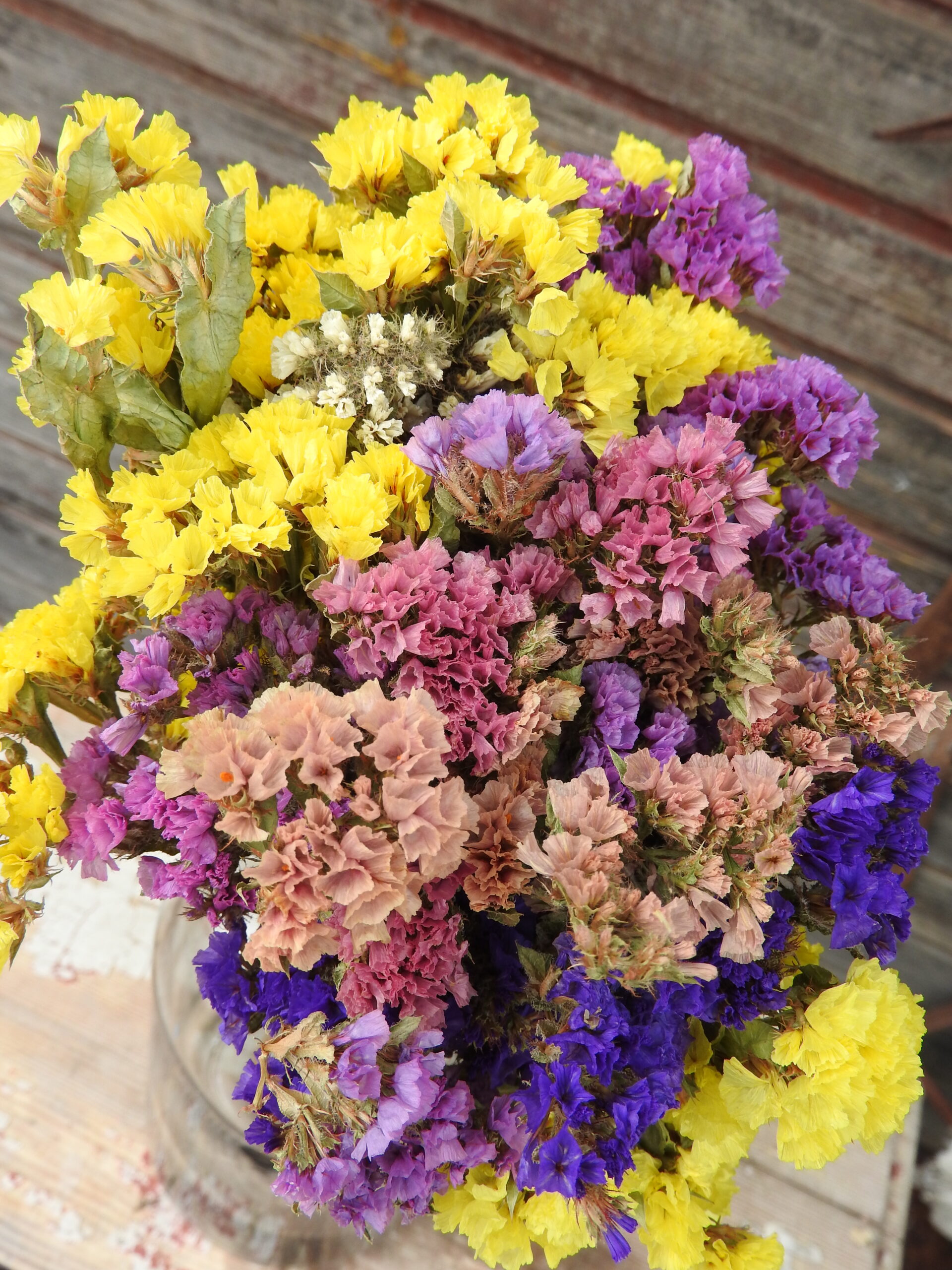 Sóvirág - Limonium - vegyes - Image 2