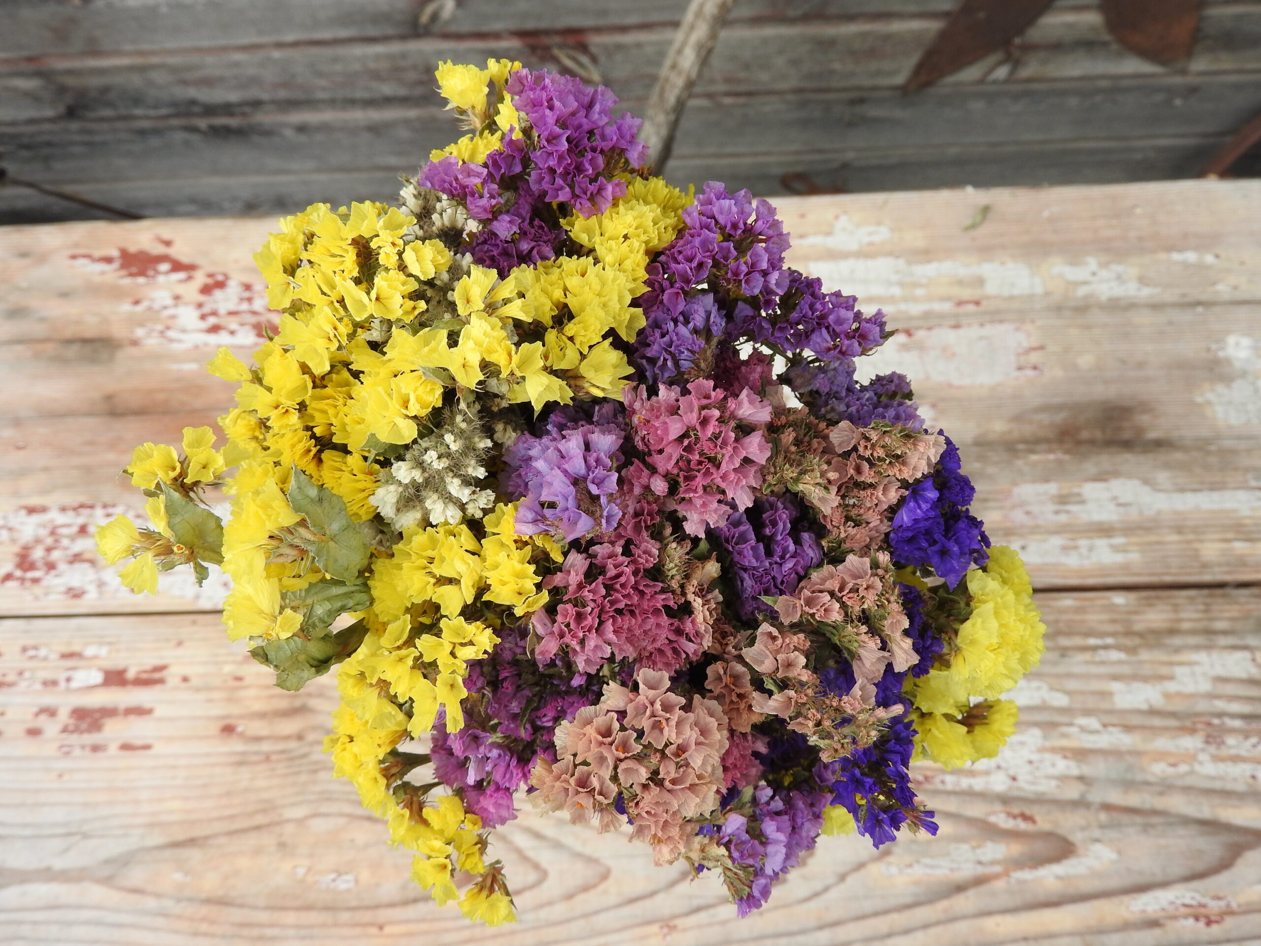 Sóvirág - Limonium - vegyes - Image 3