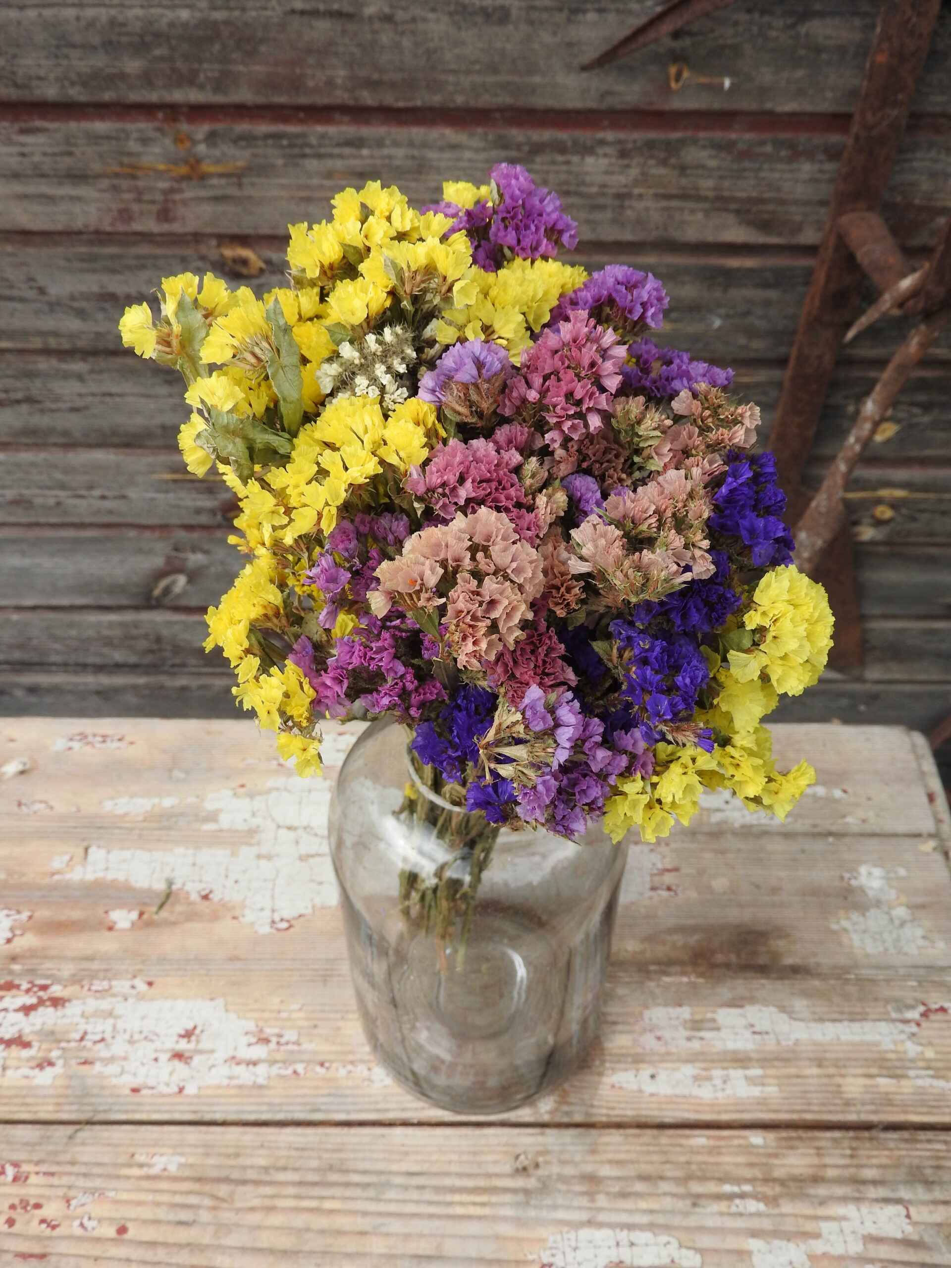 Sóvirág - Limonium - vegyes - Image 7