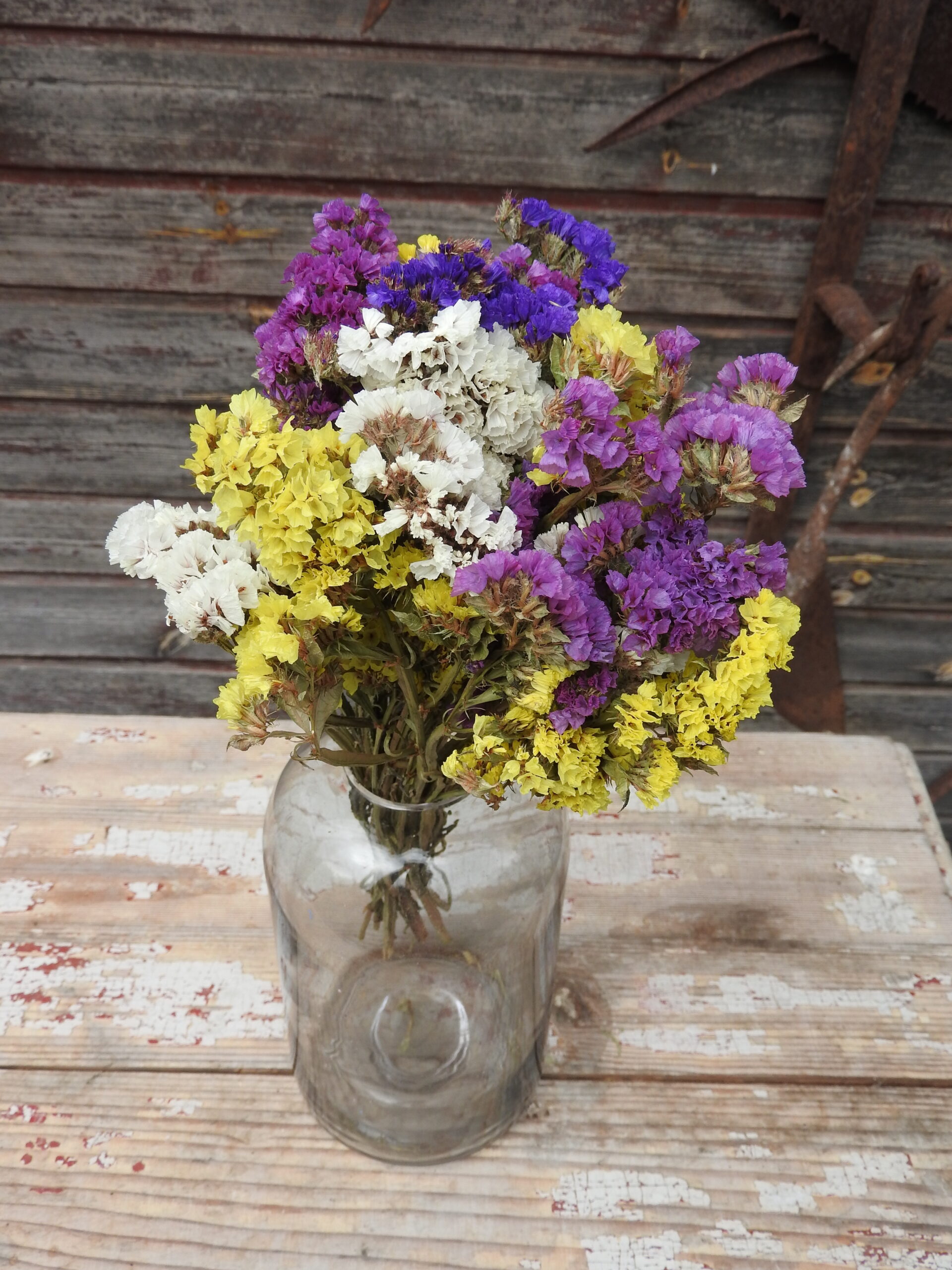 Sóvirág - Limonium - vegyes - Image 5