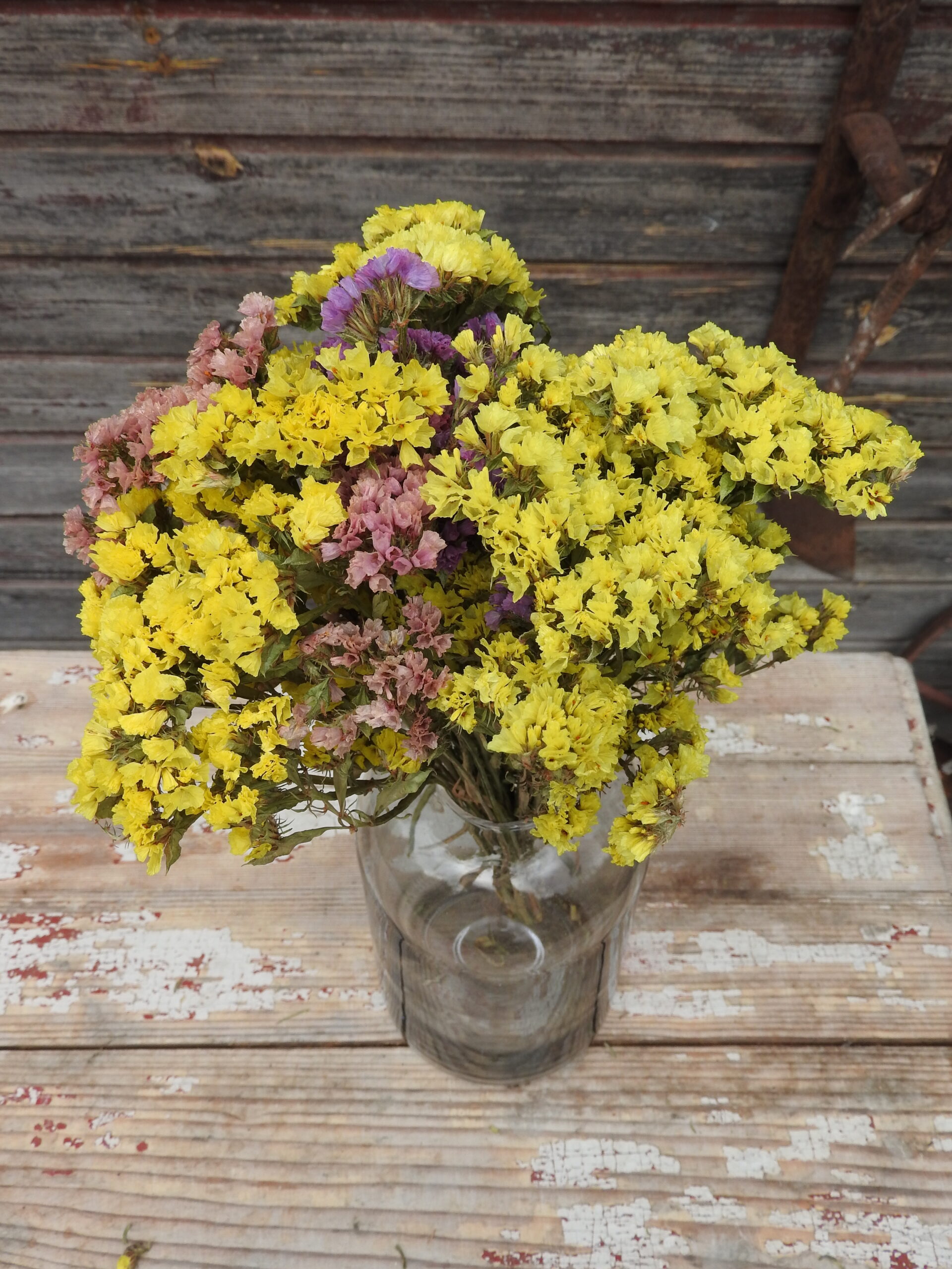 Sóvirág - Limonium - vegyes - Image 6