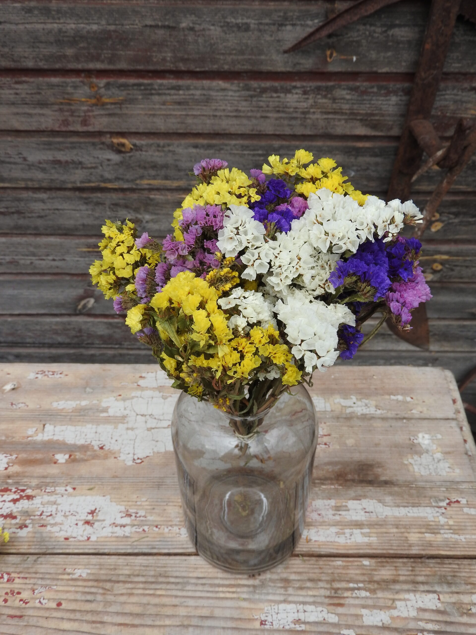 Sóvirág - Limonium - vegyes - Image 8