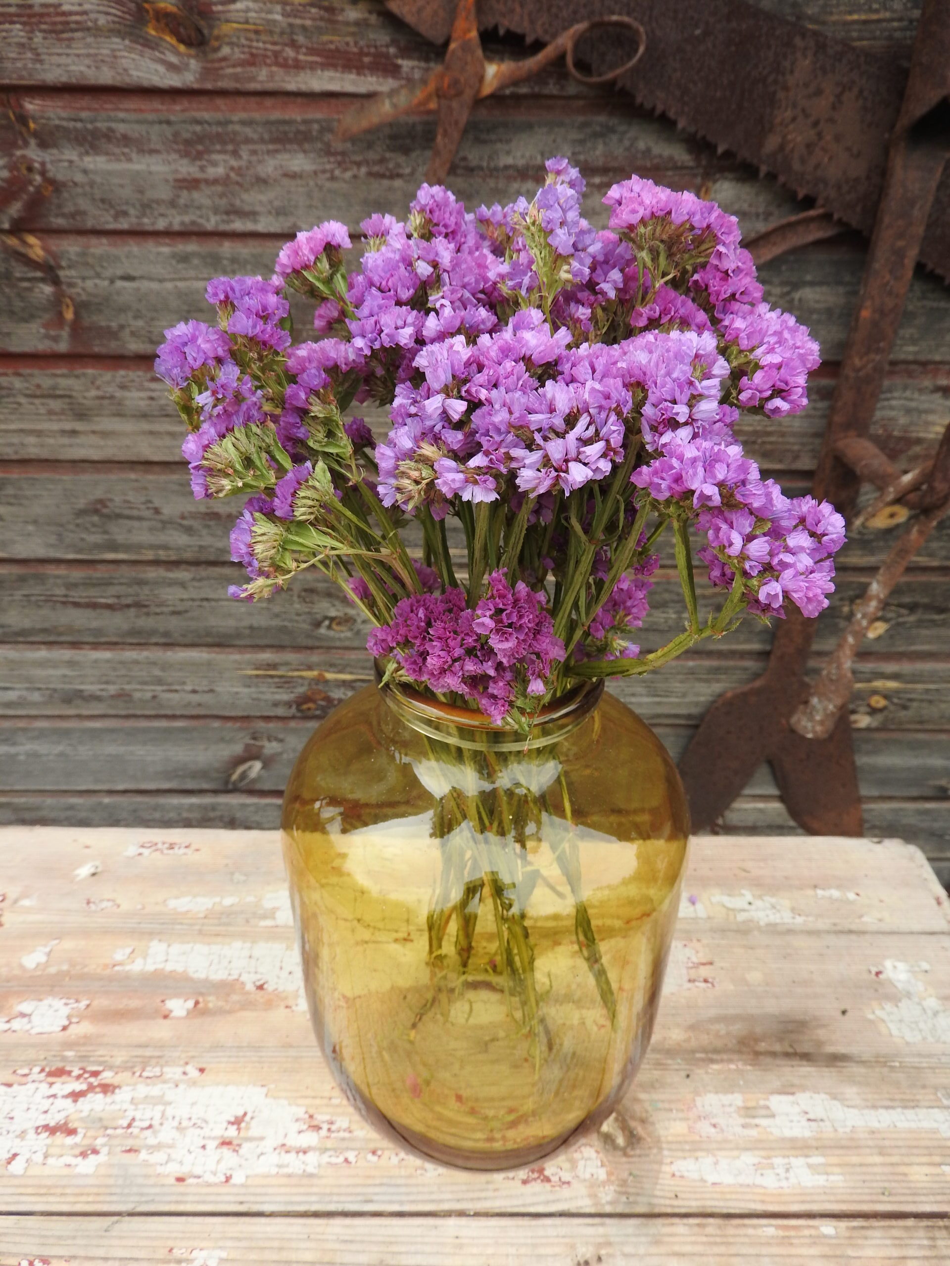 Limonium (szárított) - lila