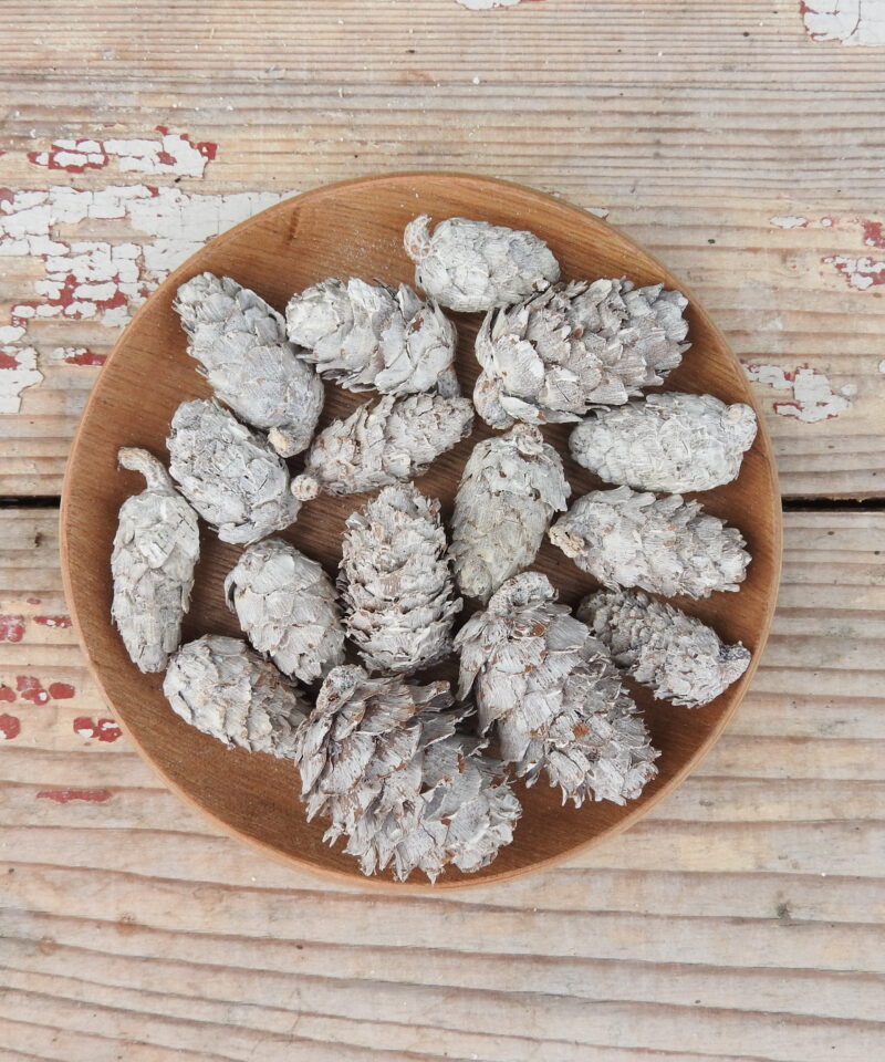 Vörösfenyő toboz hosszúkás - havas