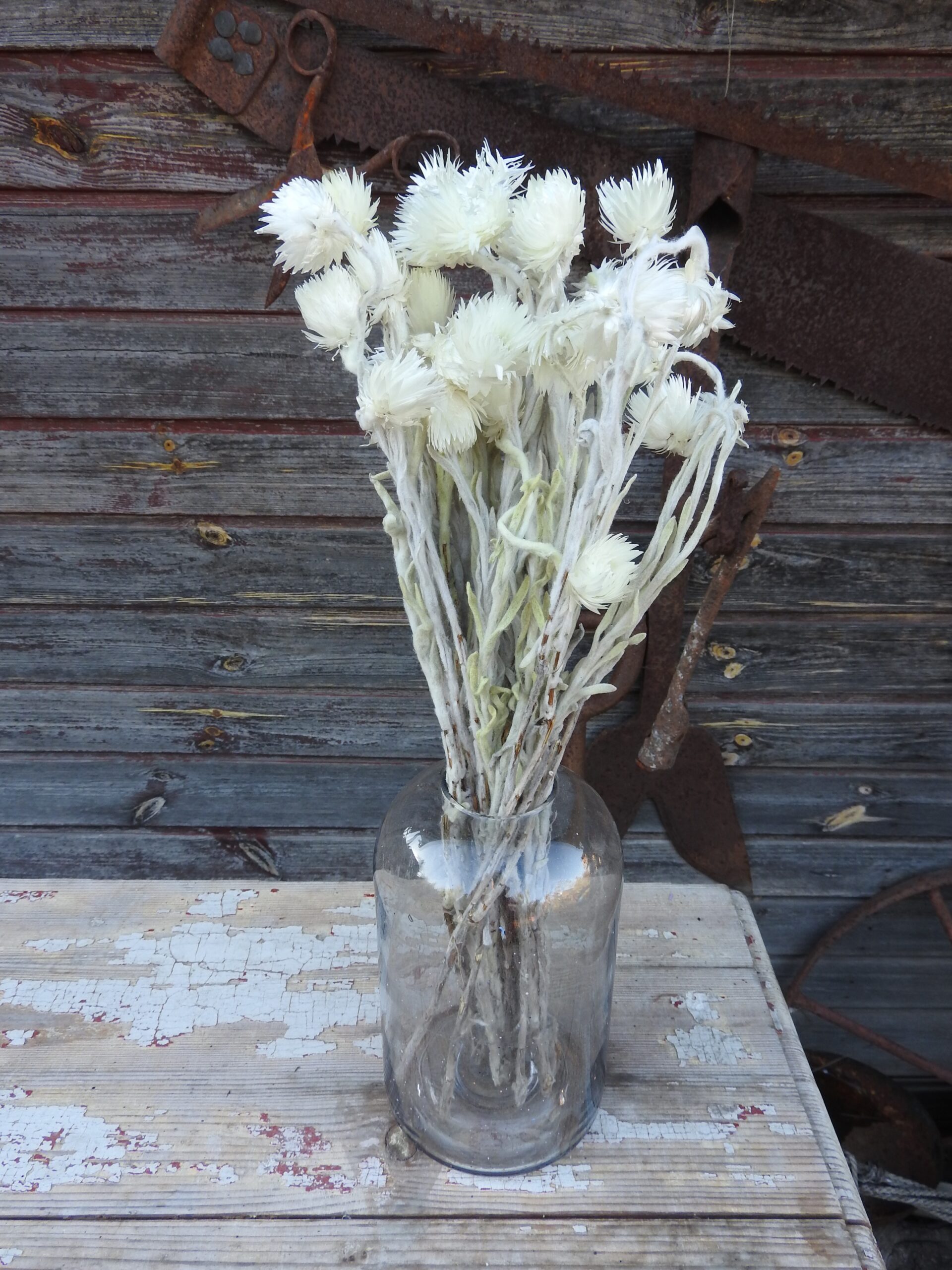 Helicrysum - fehér - Image 3