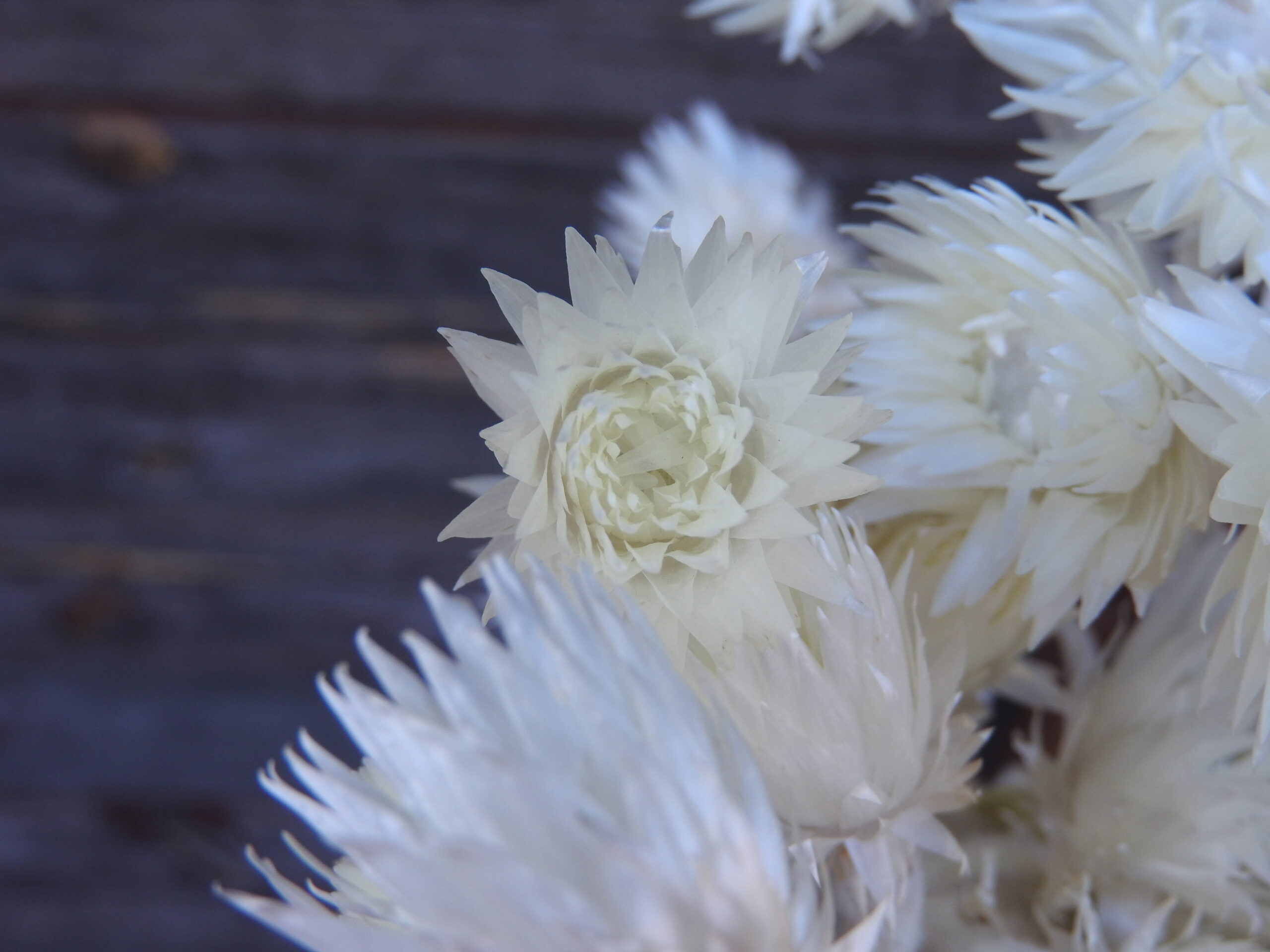 Helicrysum - fehér - Image 4