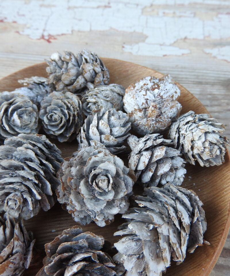 Vörösfenyő toboz - havas