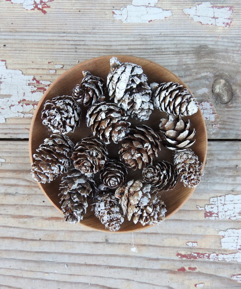 Vörösfenyő toboz hosszúkás - zúzmarás