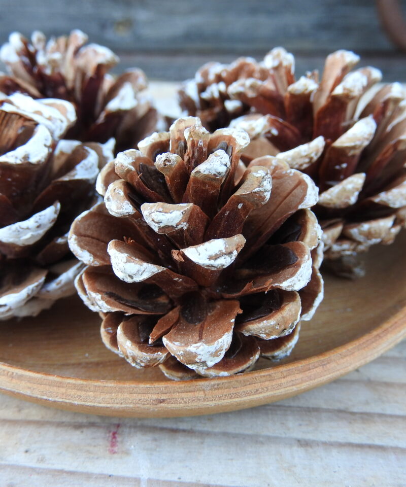 Törpefenyő toboz - havas