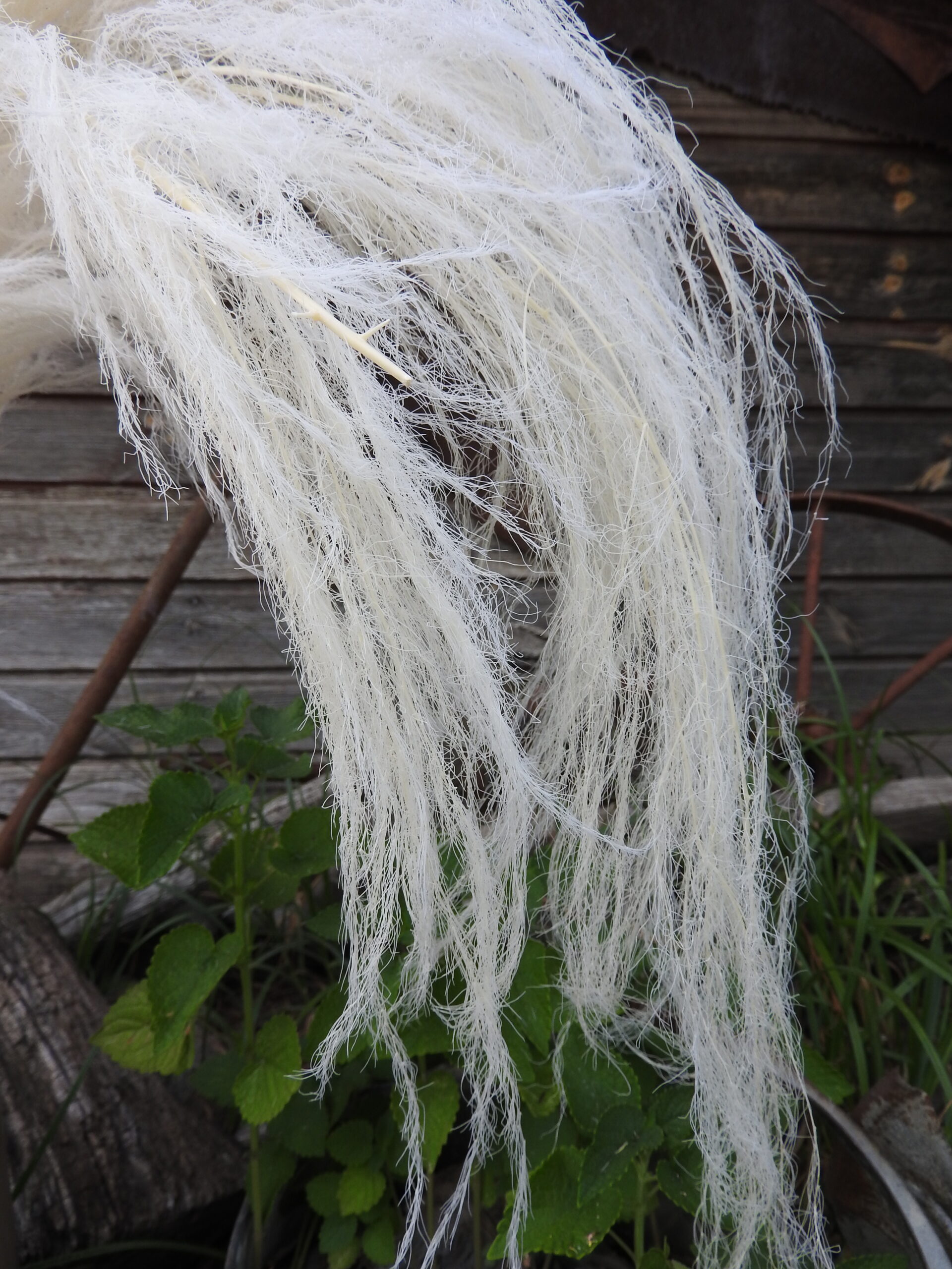 Medulla (tartósított) - fehérített - Image 3