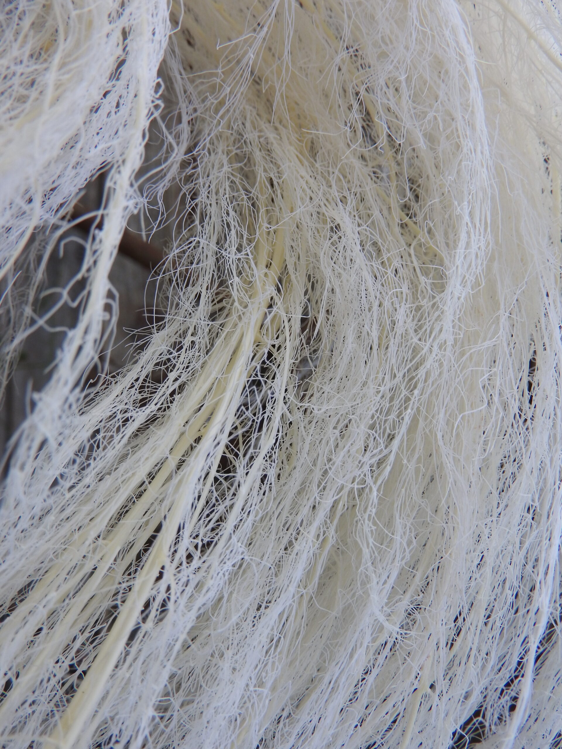 Medulla (tartósított) - fehérített - Image 4