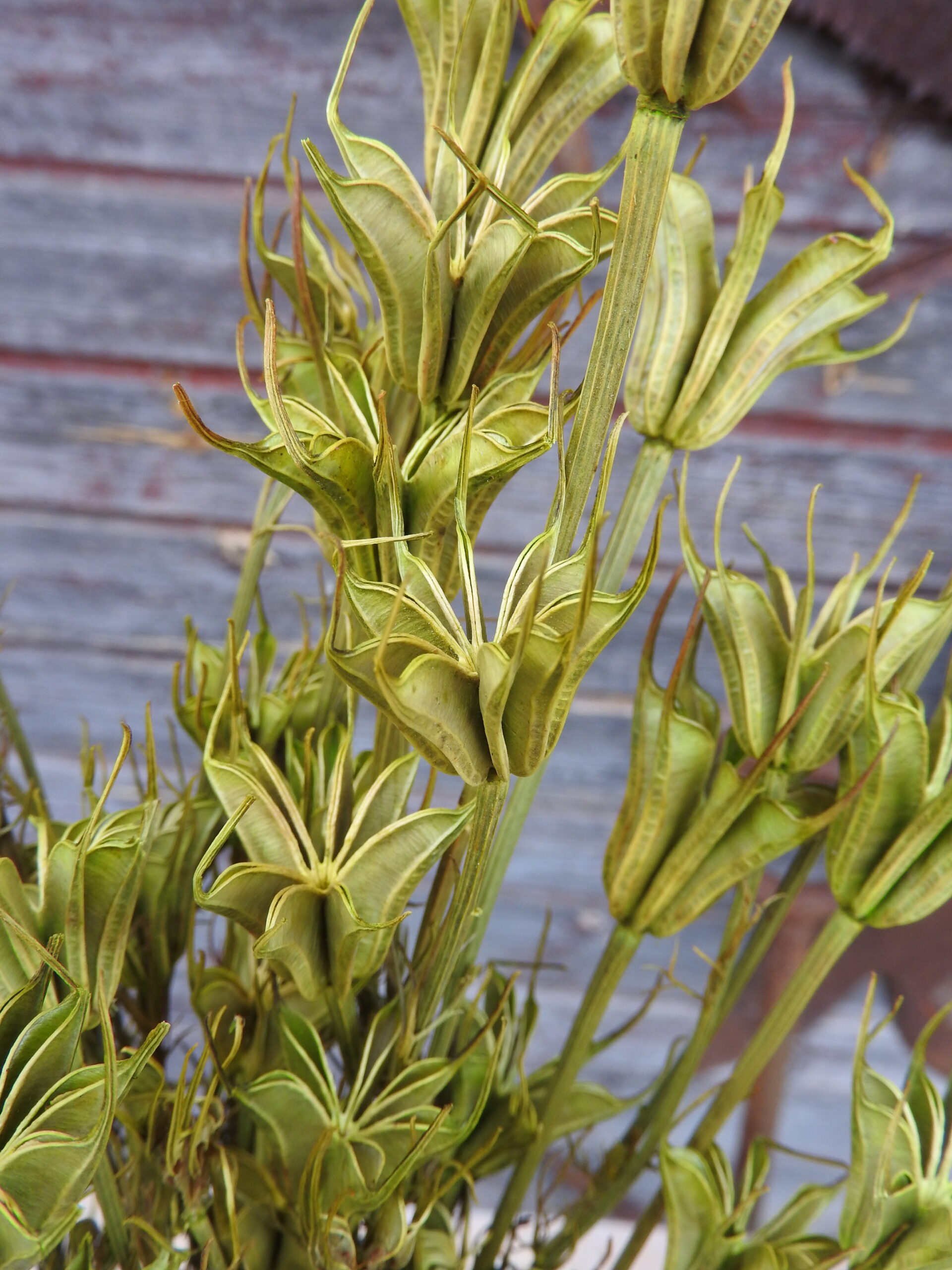 Nigella - Image 12