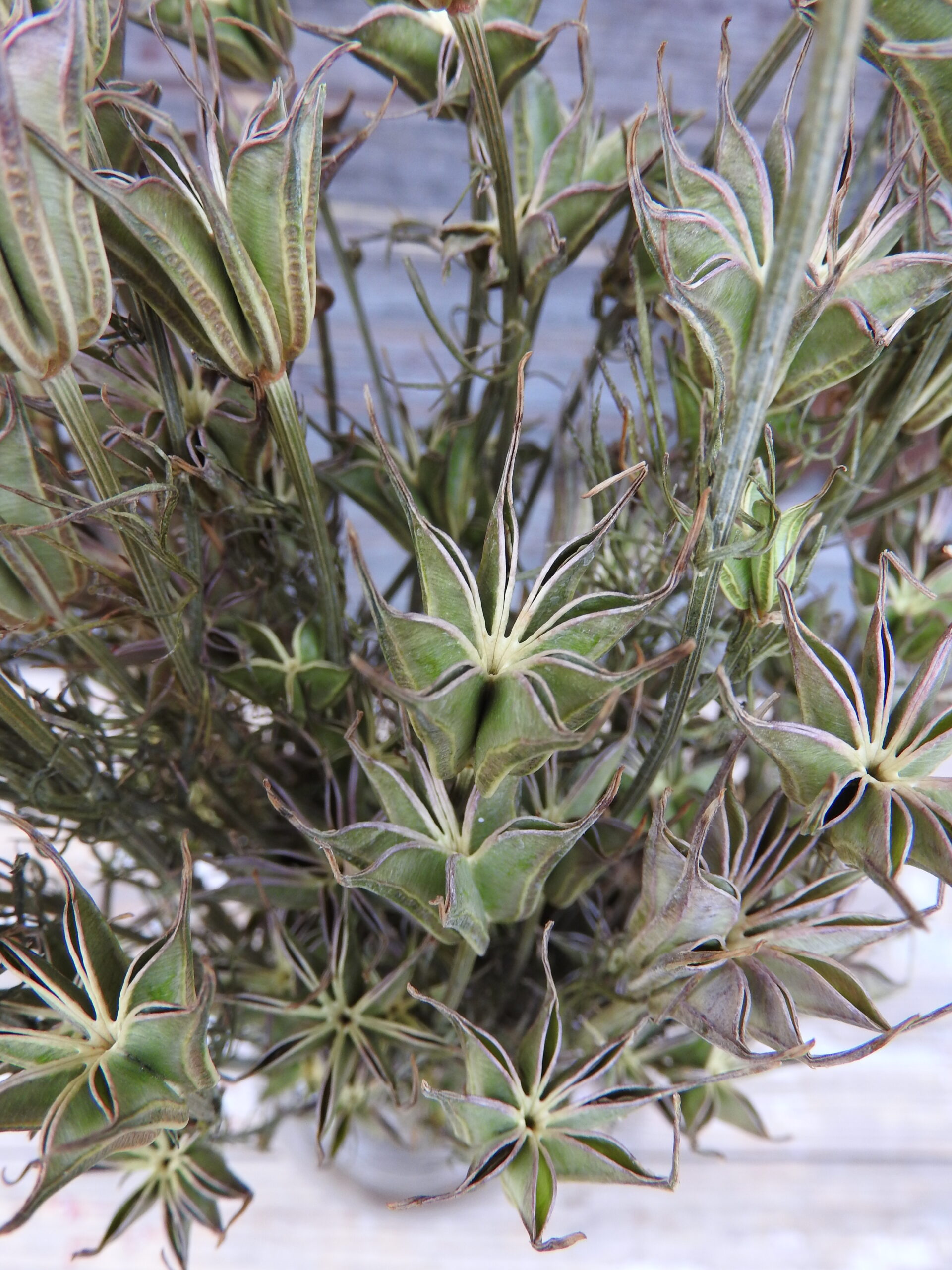 Nigella - Image 7