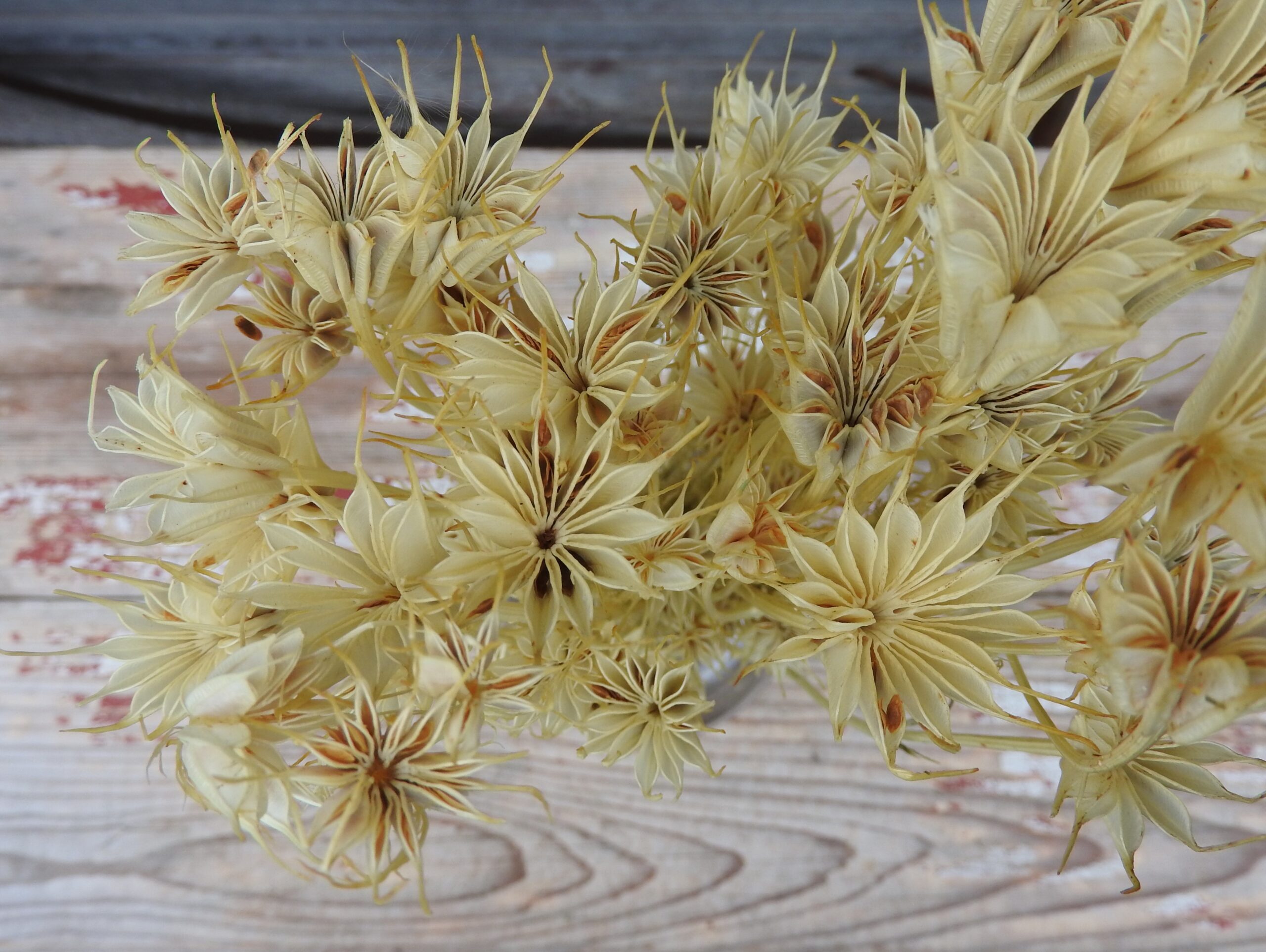 Nigella - Image 5
