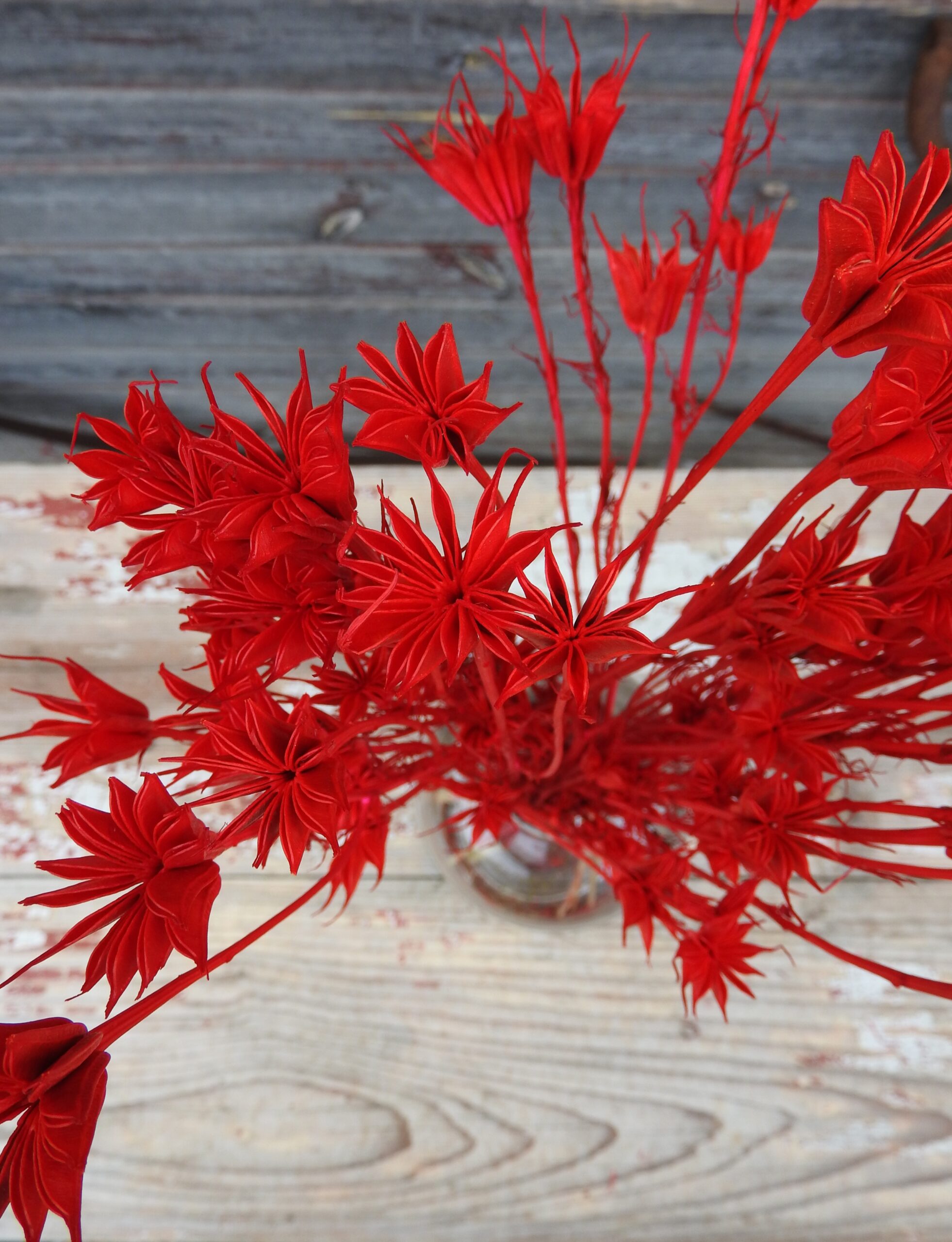 Nigella - Image 17