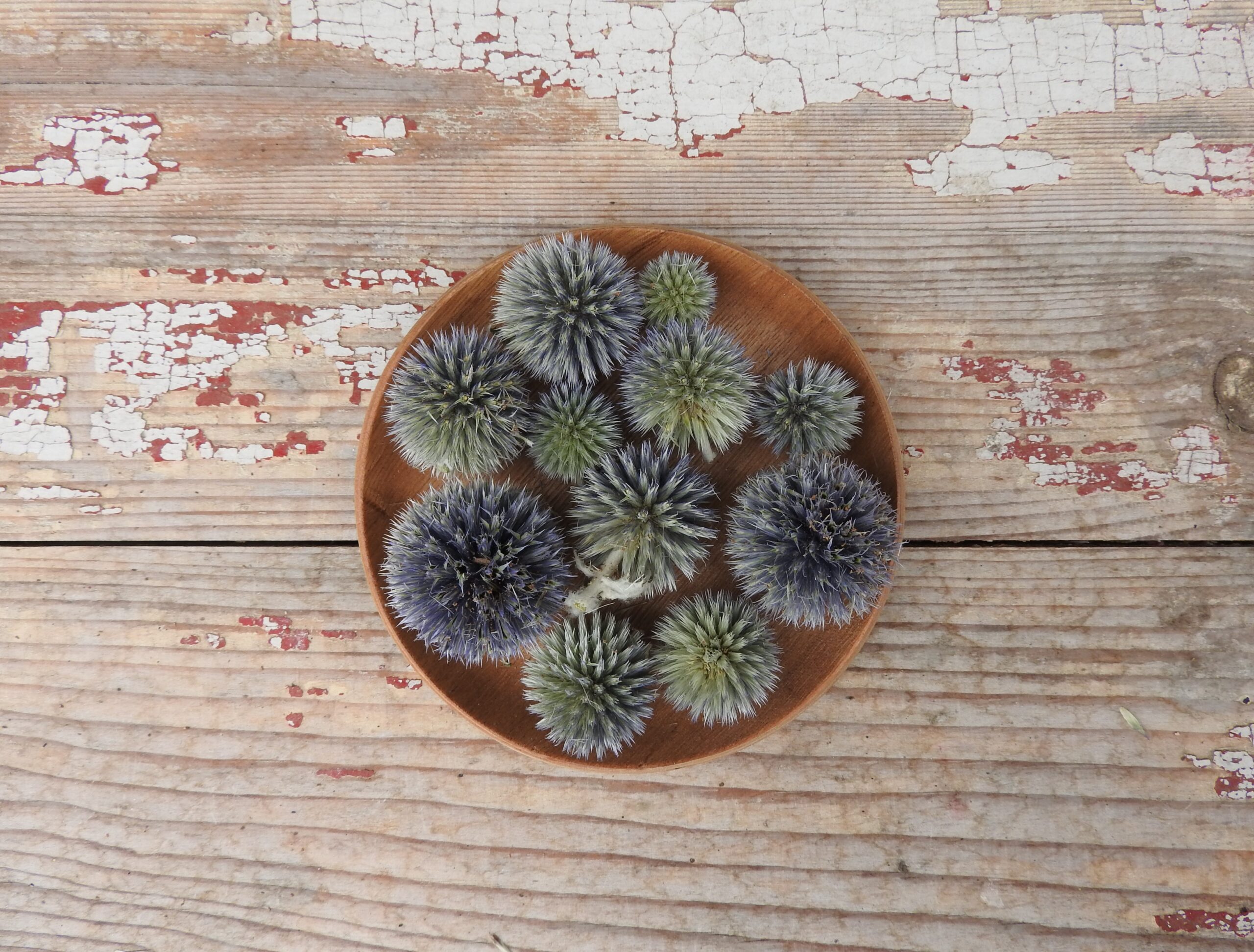Szamárkenyér fej (Echinops) - natúr