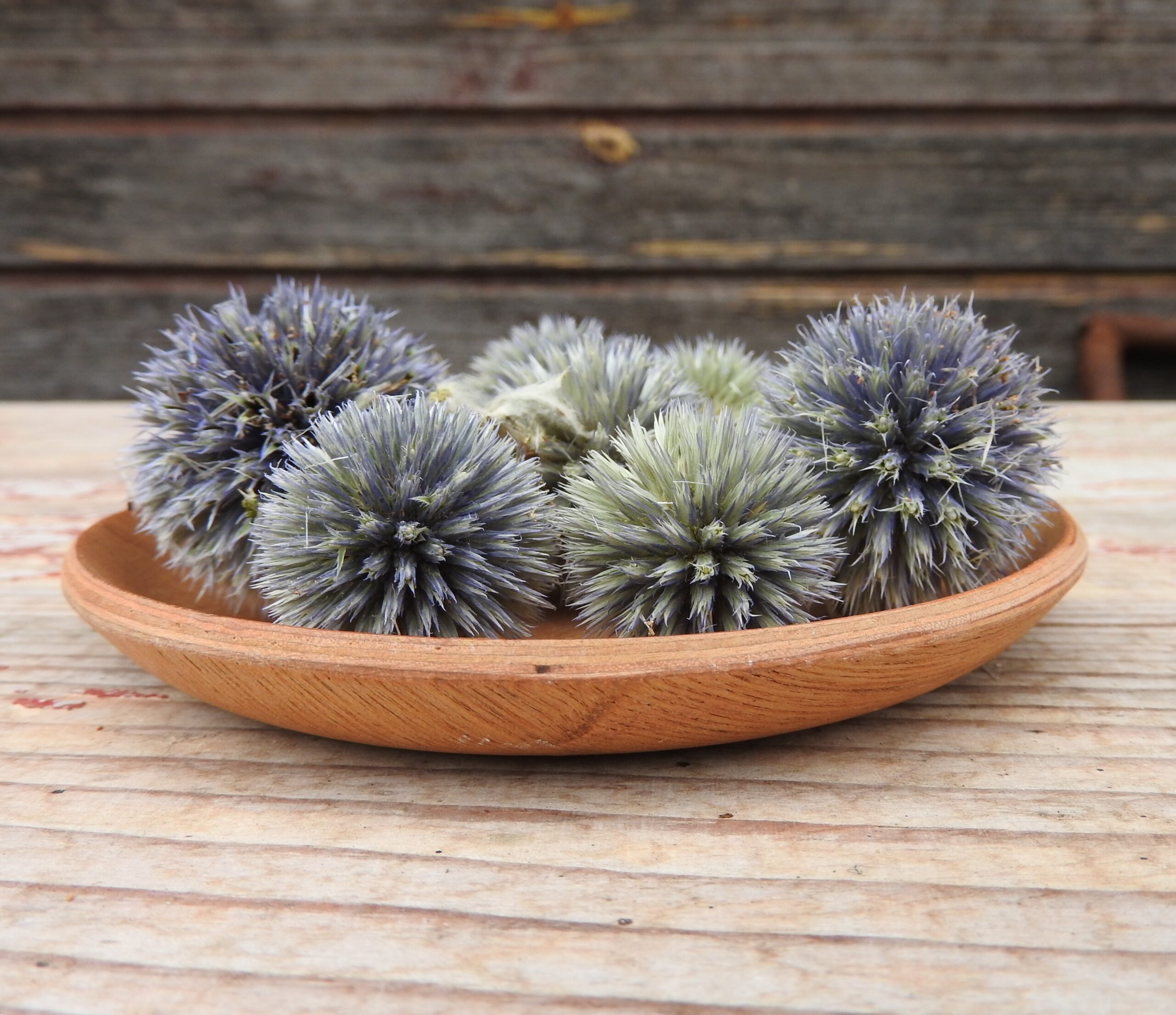 Szamárkenyér fej (Echinops) - natúr - Image 5