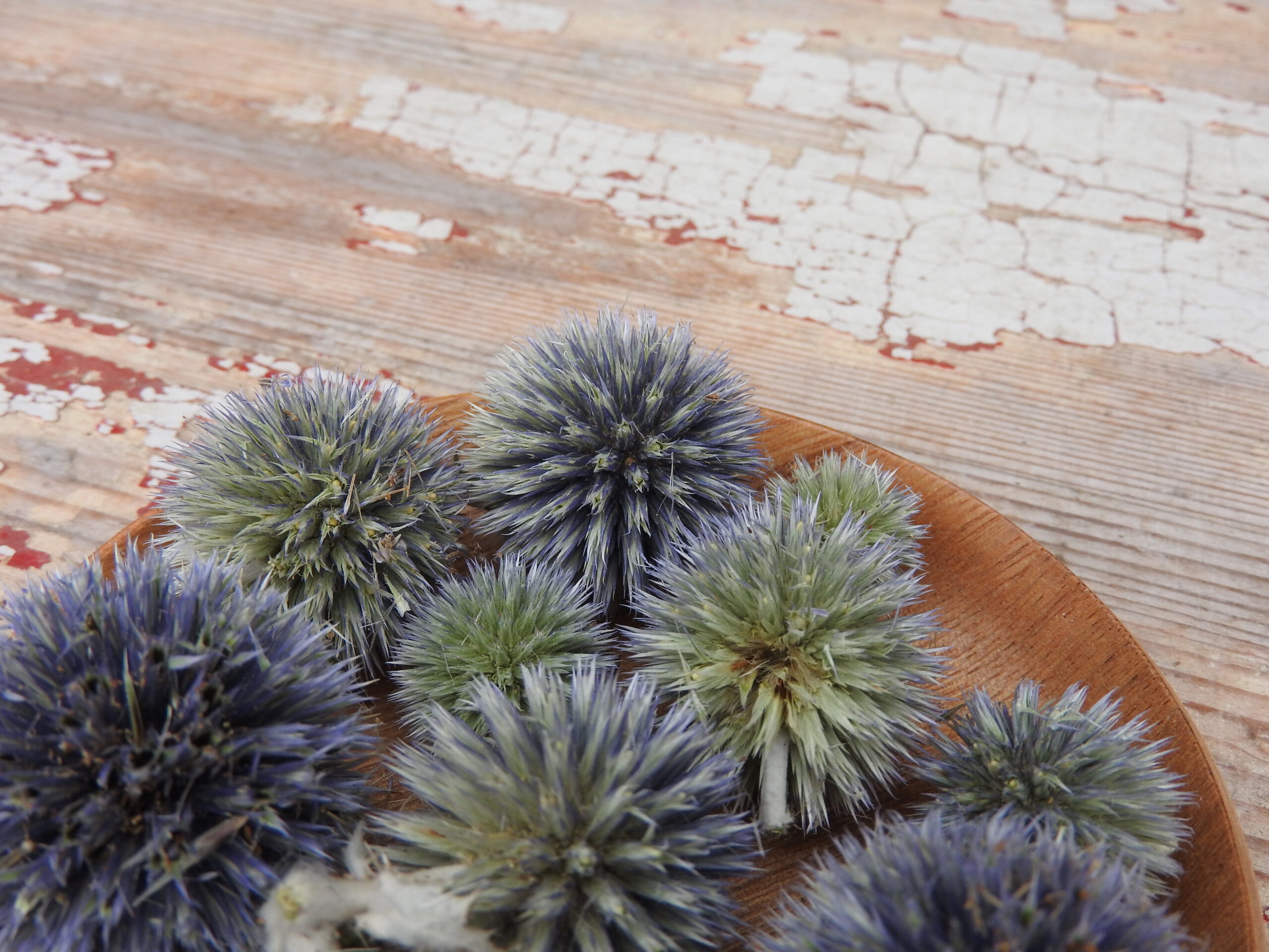 Szamárkenyér fej (Echinops) - natúr - Image 3
