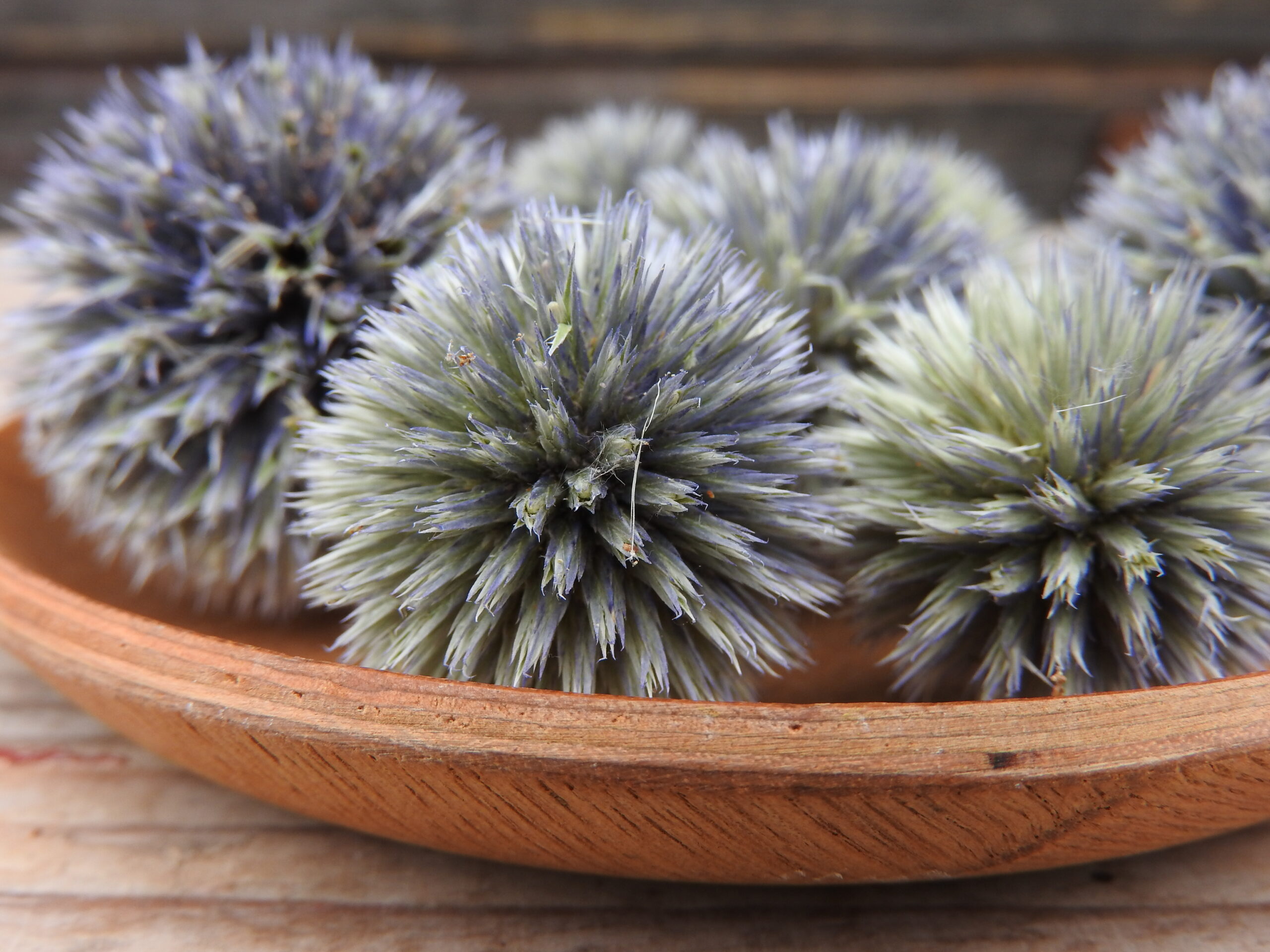 Szamárkenyér fej (Echinops) - natúr - Image 4