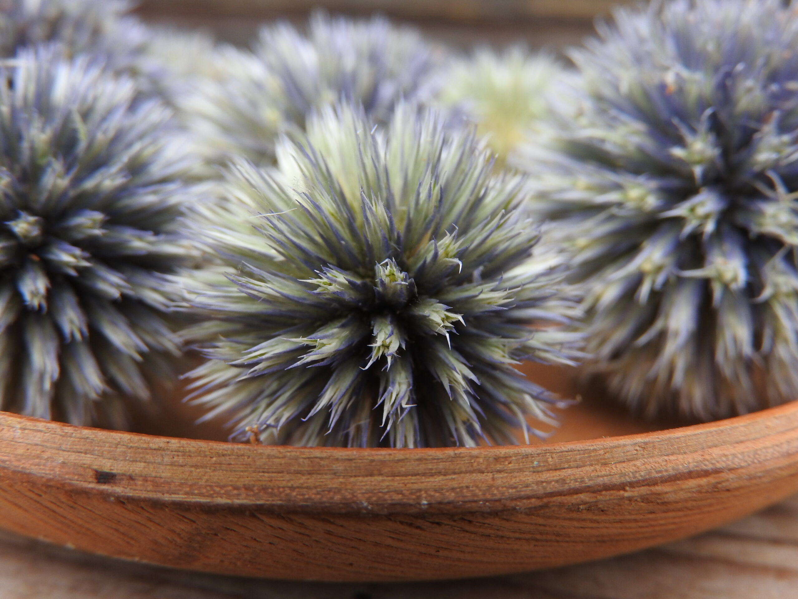 Szamárkenyér fej (Echinops) - natúr - Image 2