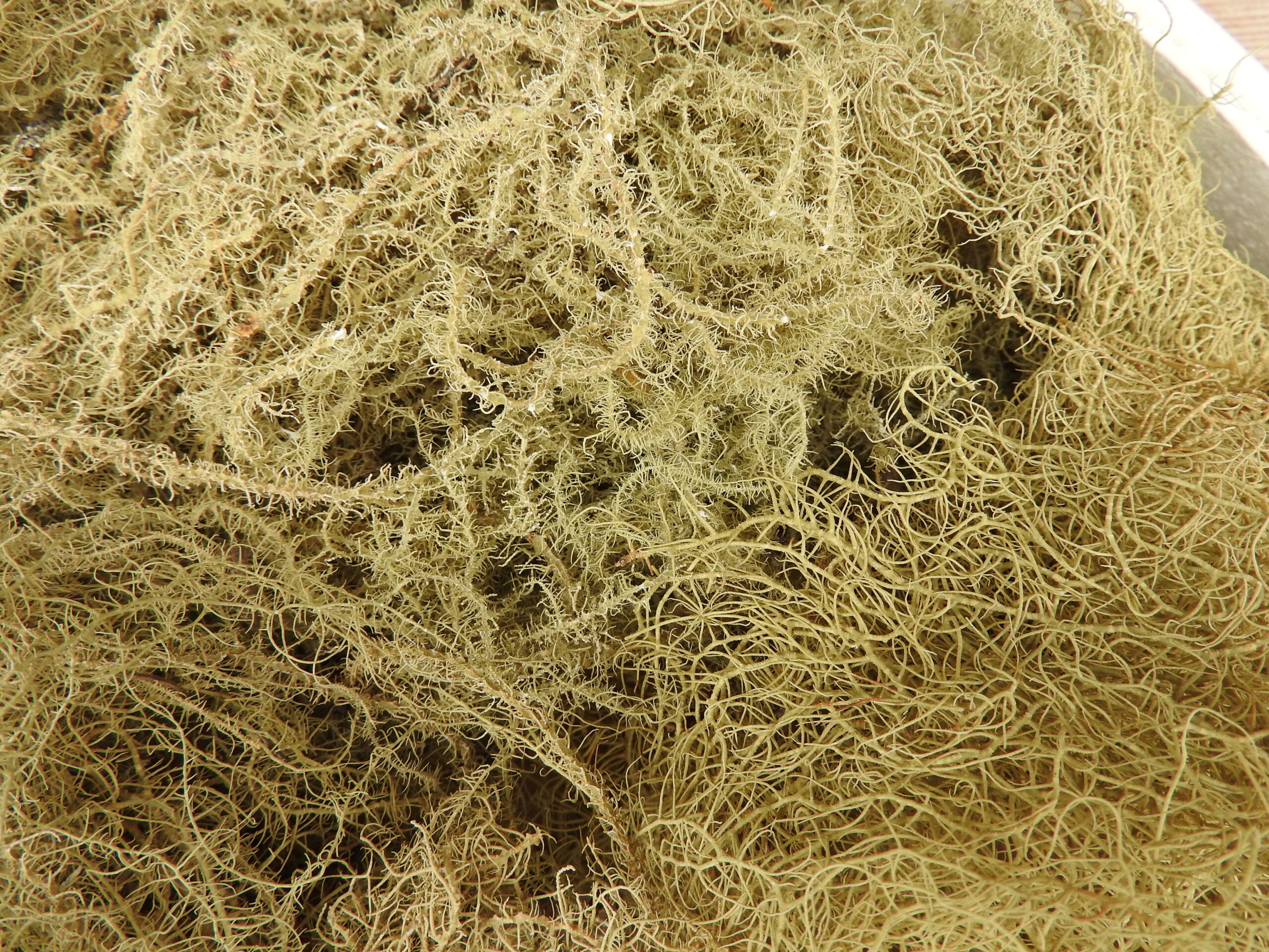 Kő moha - natúr - Image 5
