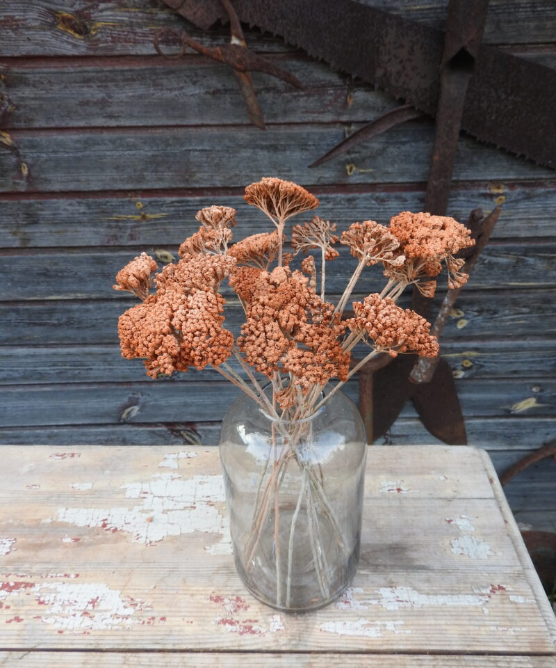 Achillea