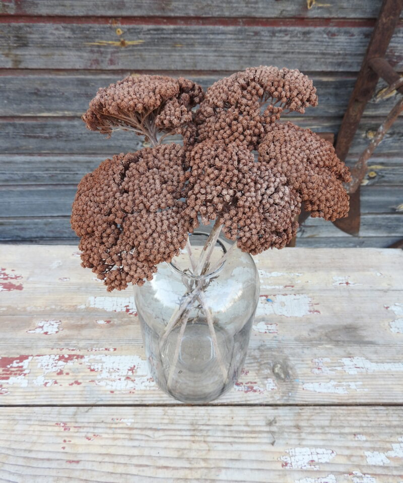 Achillea - vintage barna