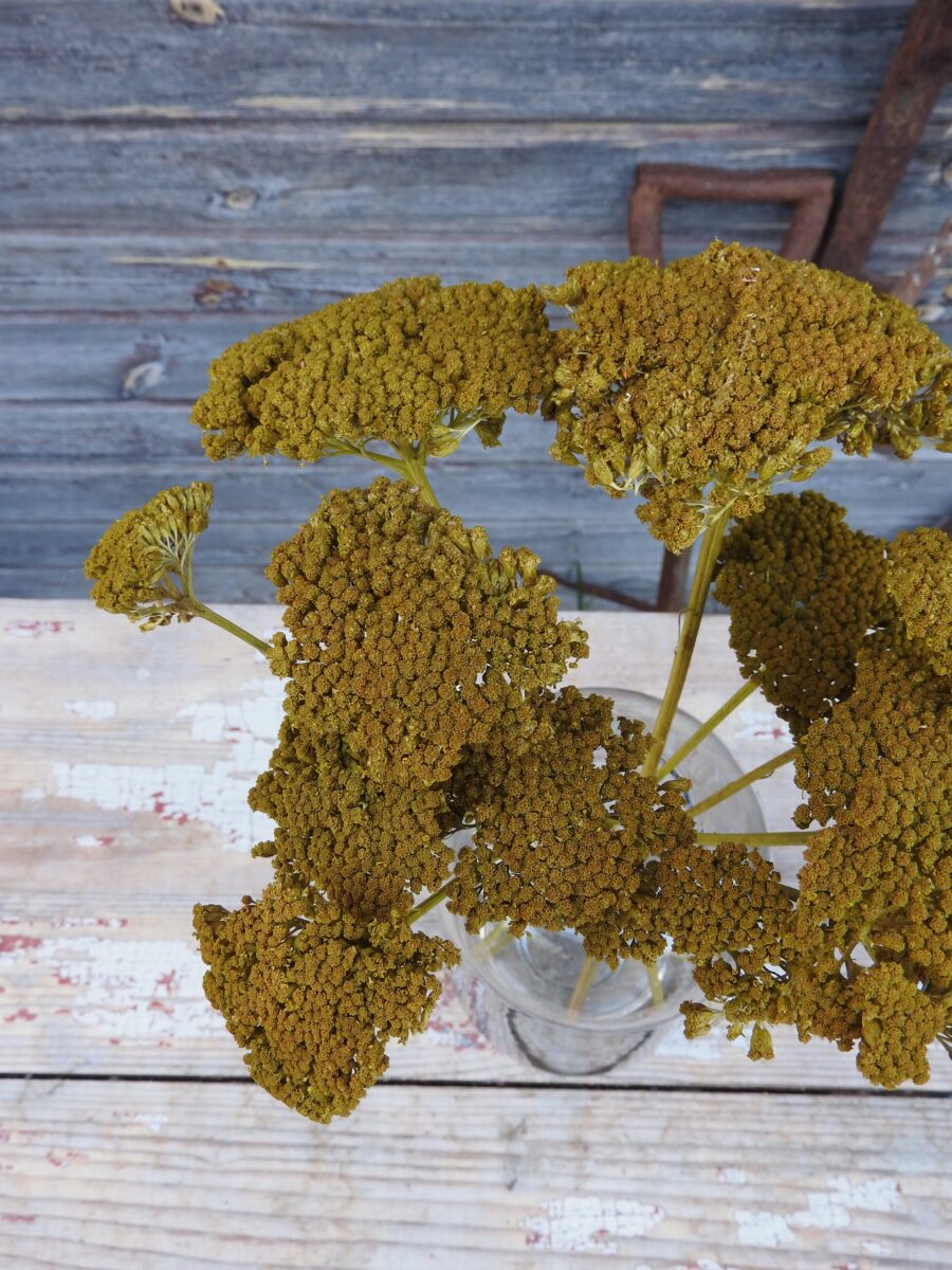 Achillea - Image 32